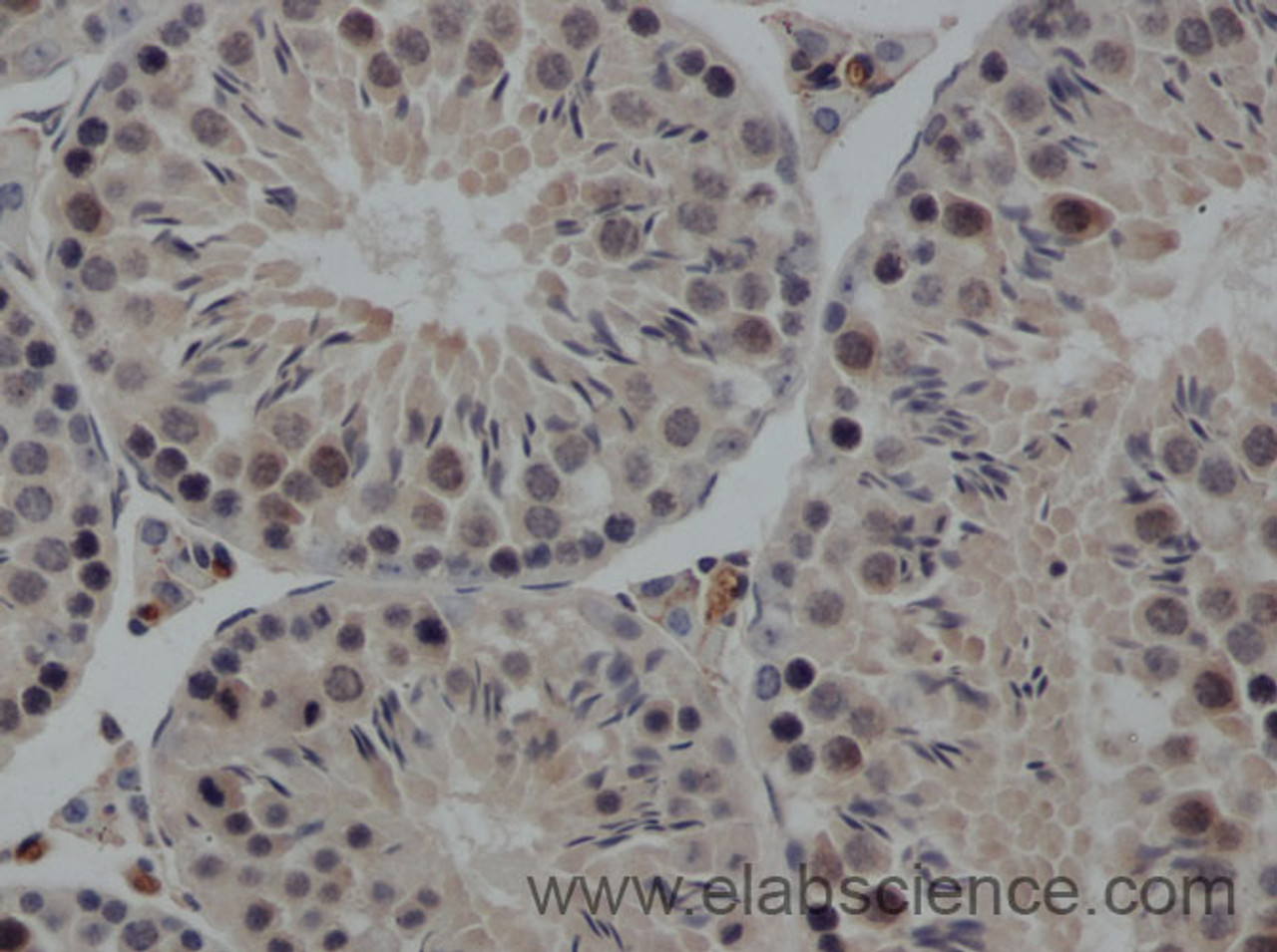 Immunohistochemistry of paraffin-embedded Rat testis using FSH beta Polyclonal Antibody at dilution of 1:50