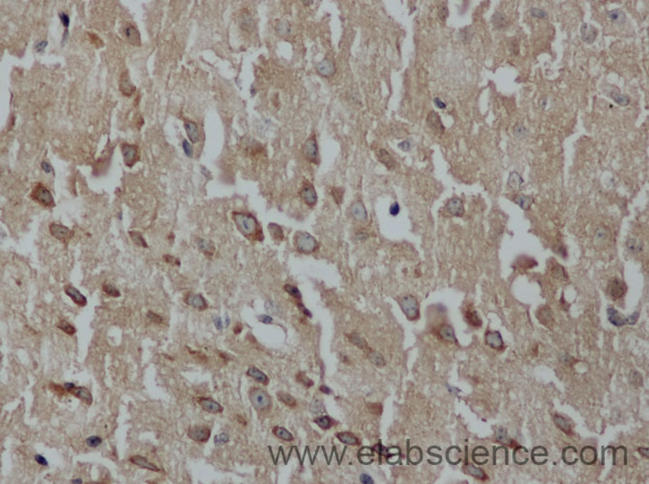 Immunohistochemistry of paraffin-embedded Mouse brain using LUM Polyclonal Antibody at dilution of 1:50