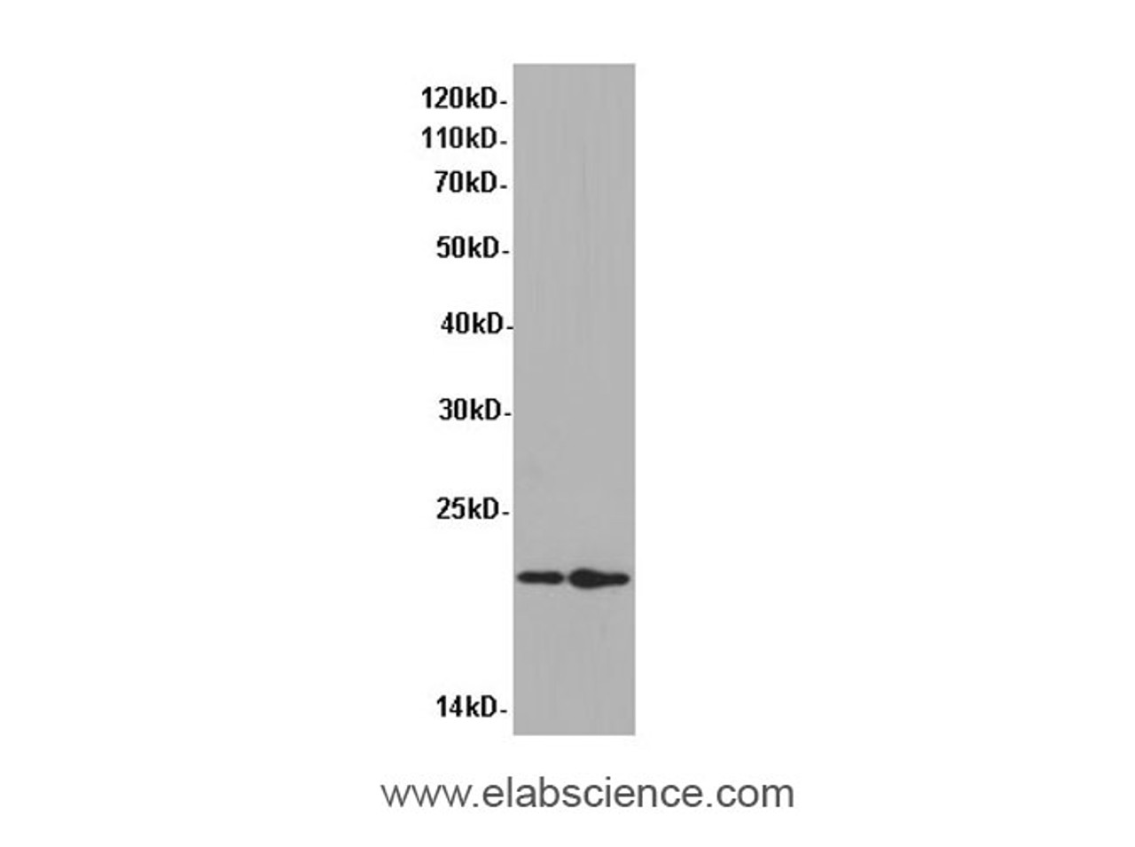 Western Blot analysis of Coco-2 and HepG-2 cells using GCG Polyclonal Antibody at dilution of 1:600