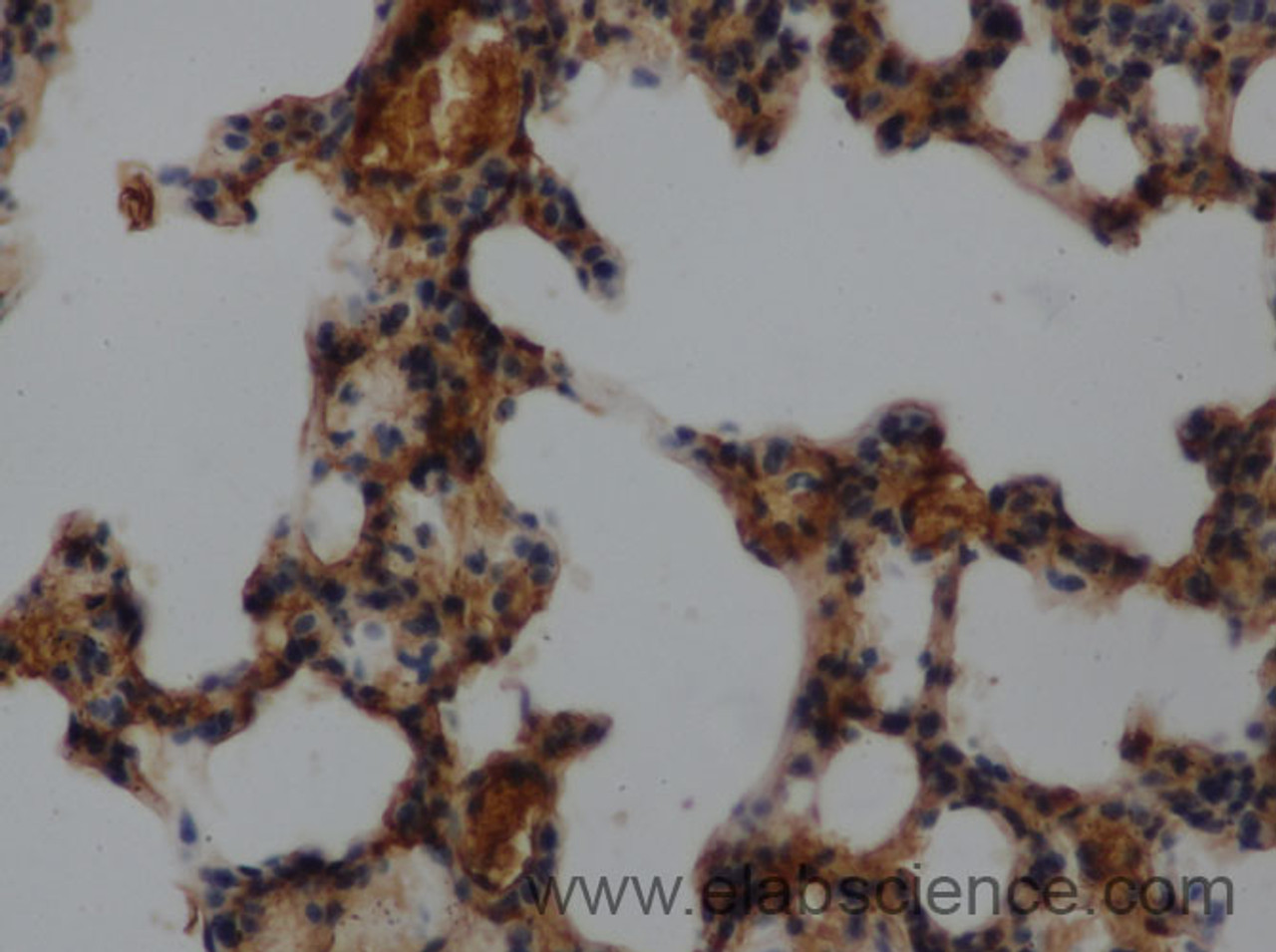 Immunohistochemistry of paraffin-embedded Mouse lung using MUC5AC Polyclonal Antibody at dilution of 1:50