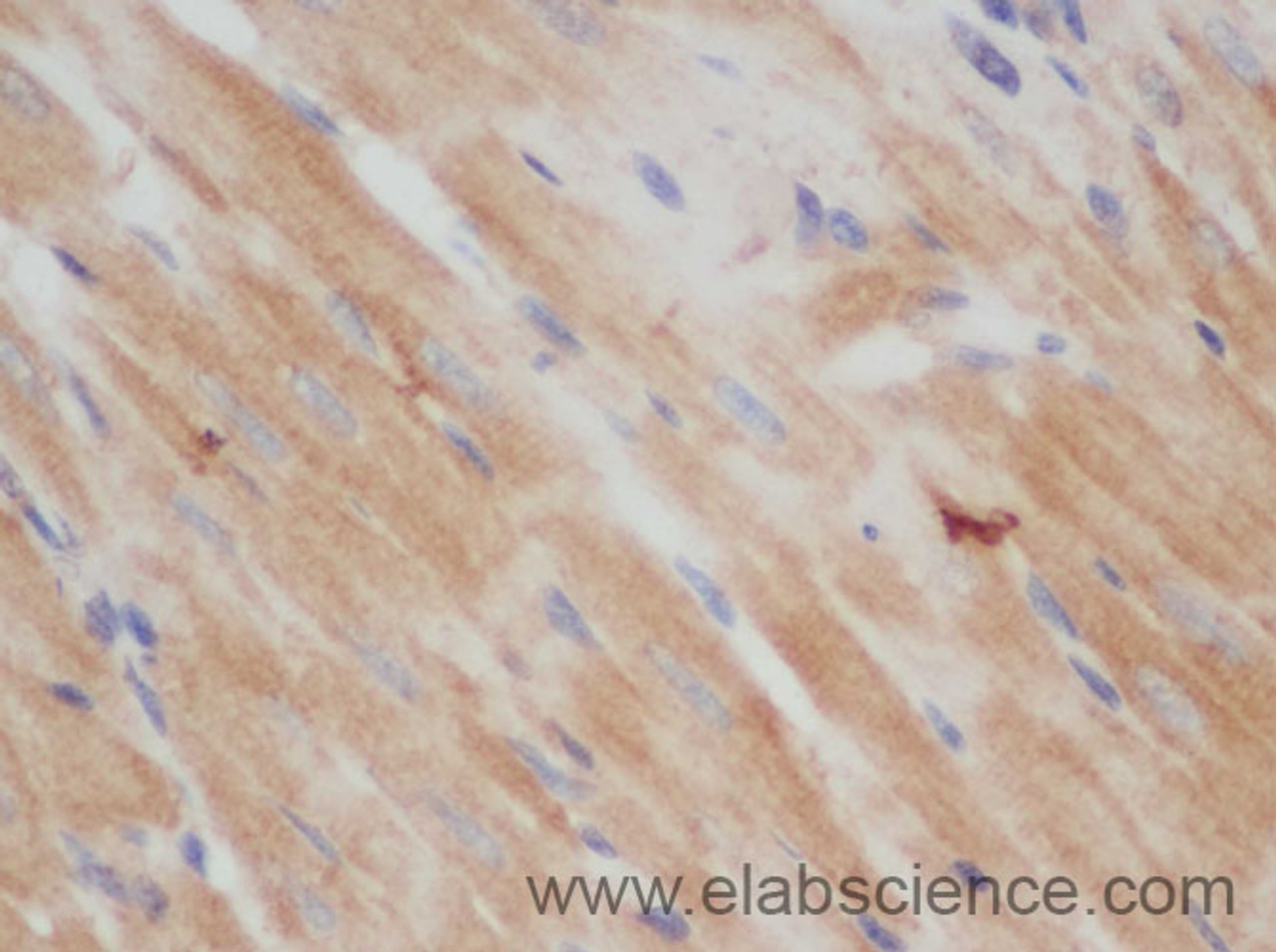 Immunohistochemistry of paraffin-embedded Rat heart using CD48 Polyclonal Antibody at dilution of 1:50