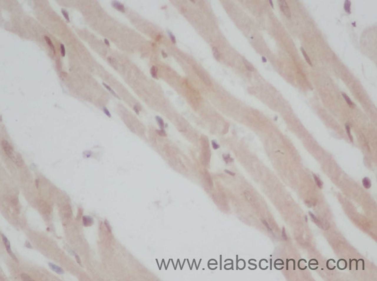 Immunohistochemistry of paraffin-embedded Mouse heart using ERG Polyclonal Antibody at dilution of 1:50