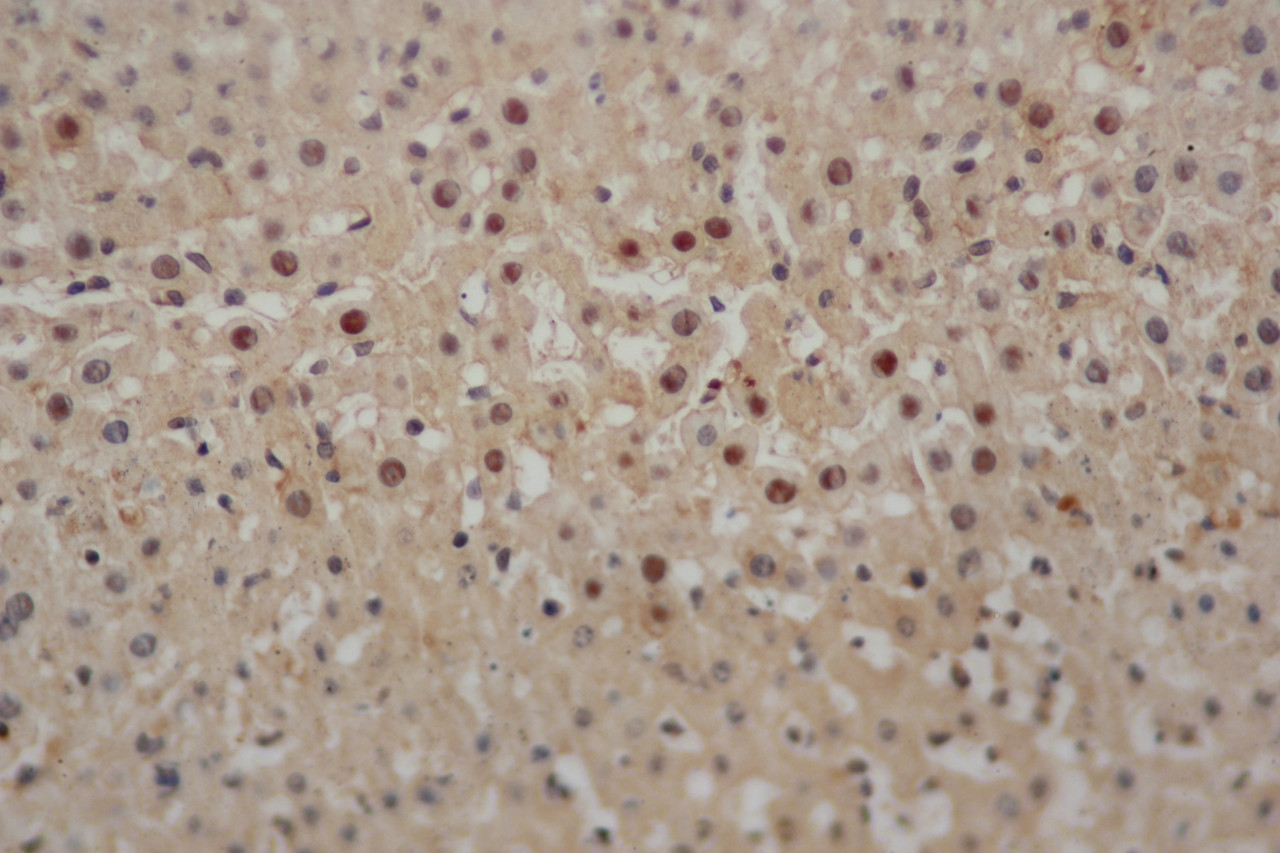 Immunohistochemistry of paraffin-embedded Mouse liver using CAMP Polyclonal Antibody at dilution of 1:50