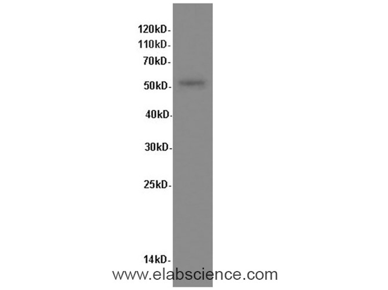 Western Blot analysis of Hela cells using PPARA Polyclonal Antibody at dilution of 1:600