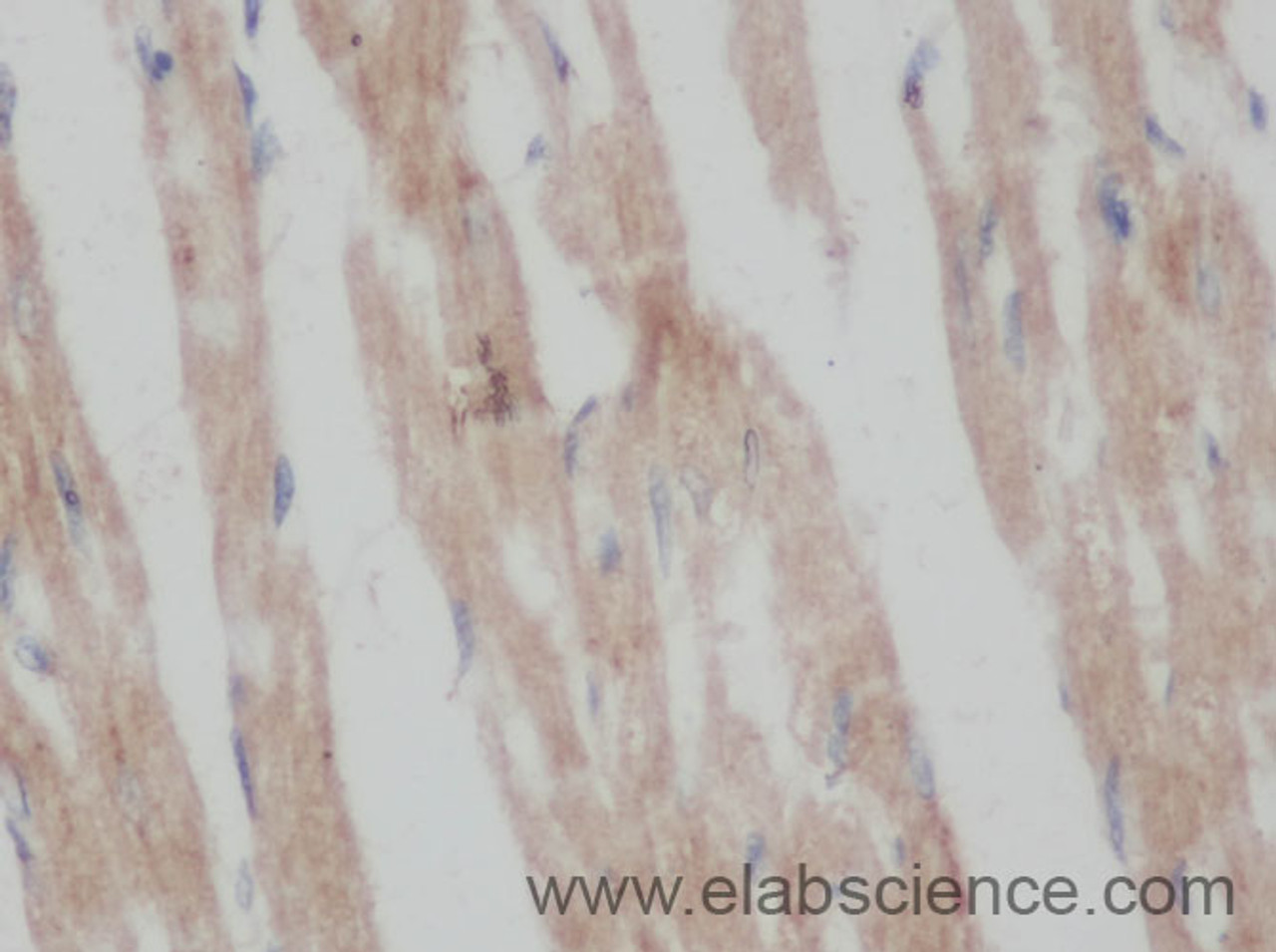 Immunohistochemistry of paraffin-embedded Mouse heart using COX5B Polyclonal Antibody at dilution of 1:50
