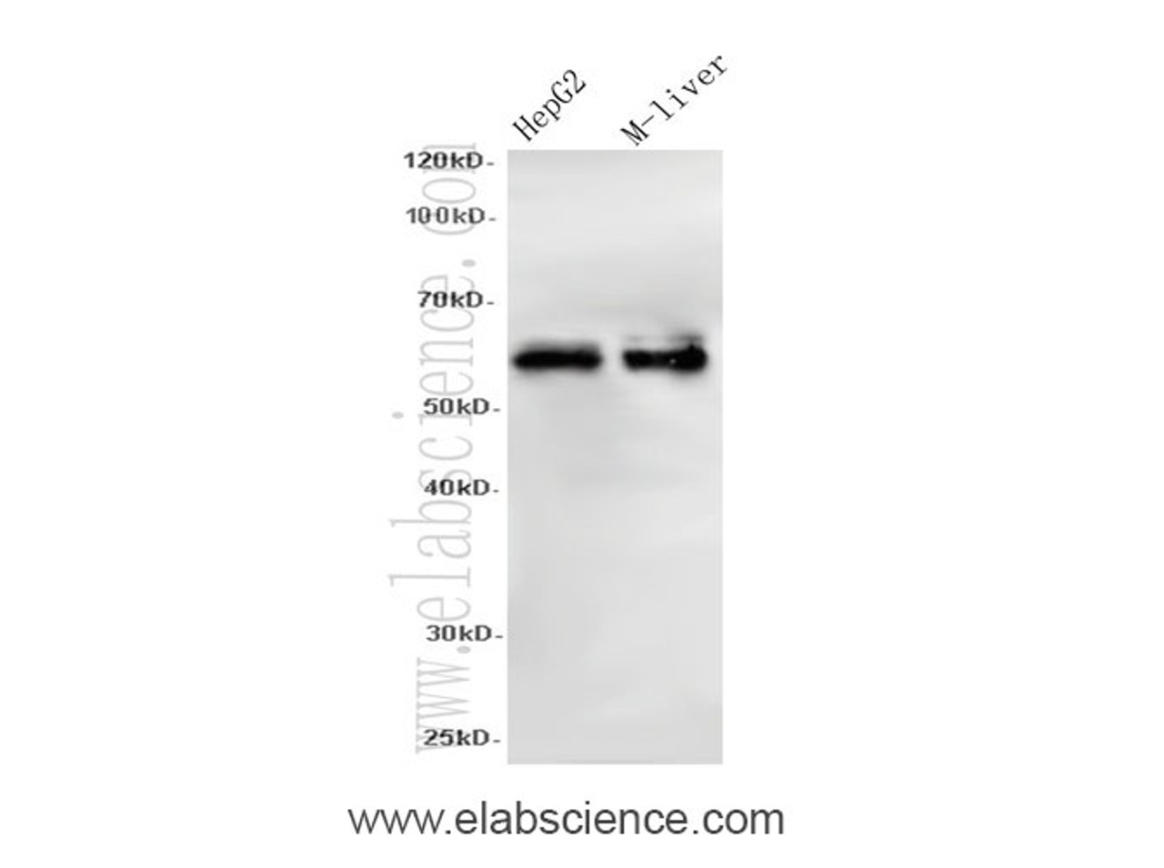 Western Blot analysis of HepG2 and Mouse liver using PDIA5 Polyclonal Antibody at dilution of 1:600