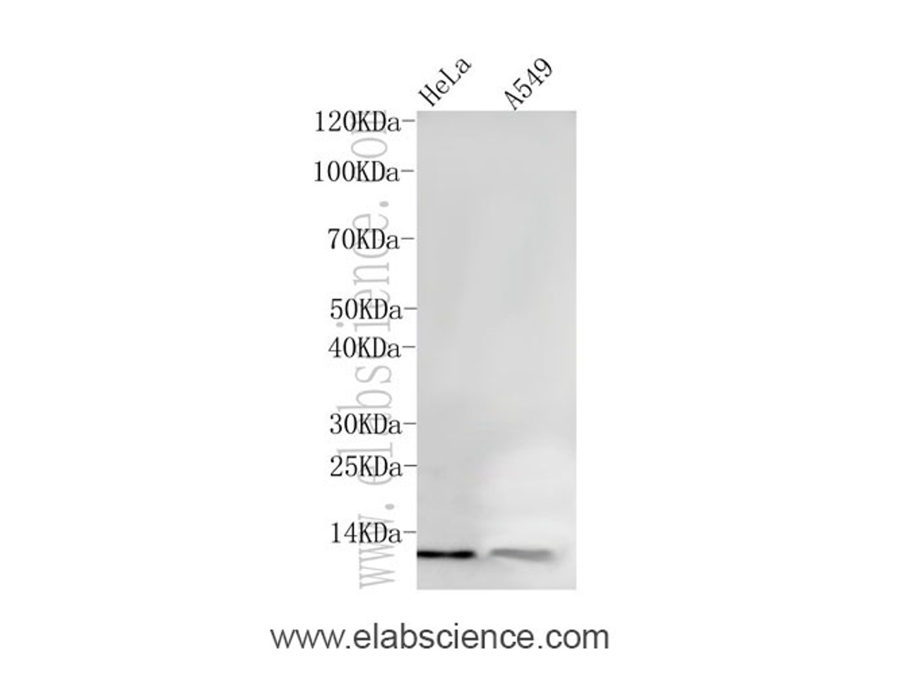 Western Blot analysis of HeLa and A549 cells using PCLAF Polyclonal Antibody at dilution of 1:600