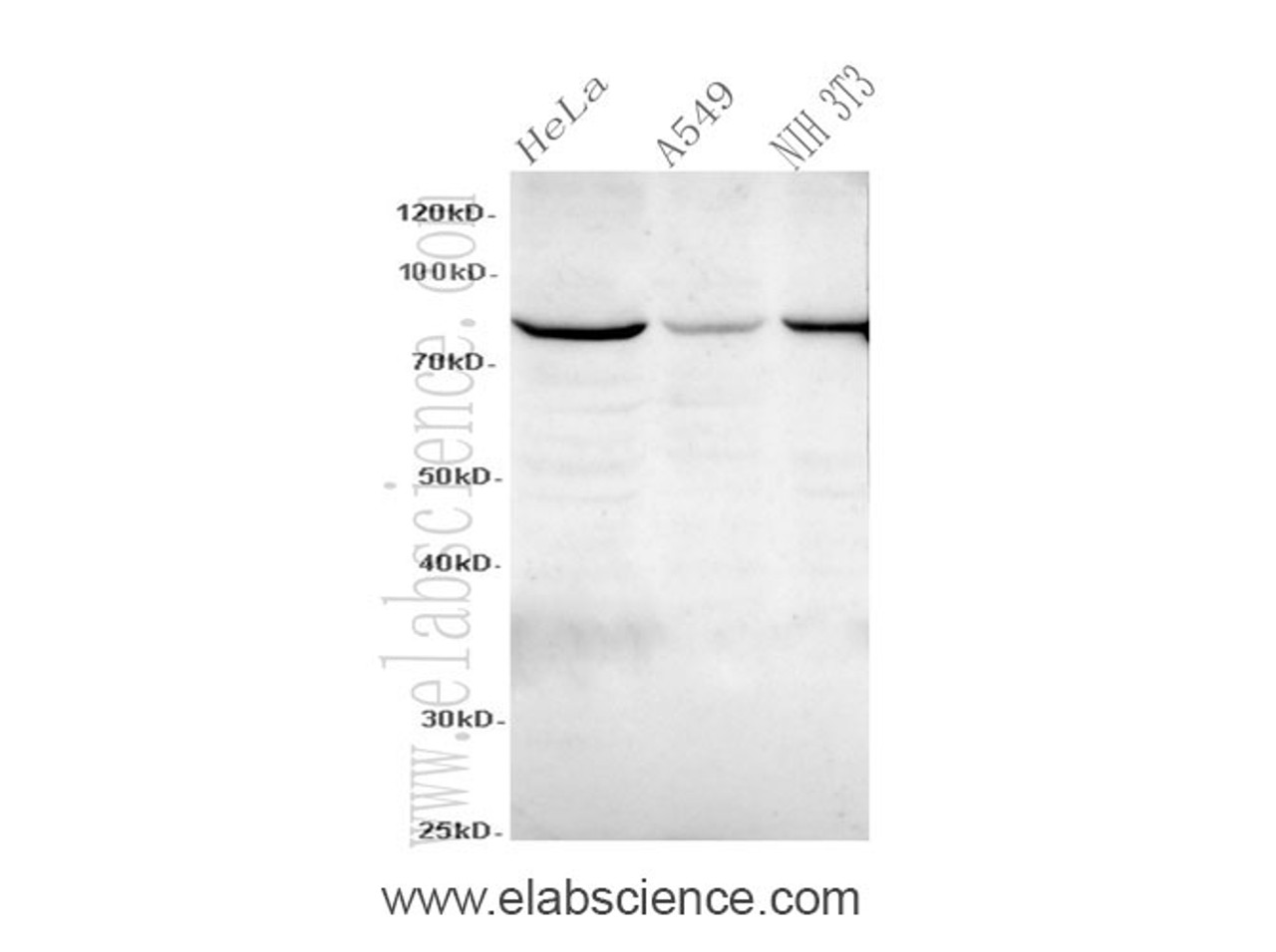 Western Blot analysis of HeLa, A549 and NIH3T3 cells using STAT3 Polyclonal Antibody at dilution of 1:600