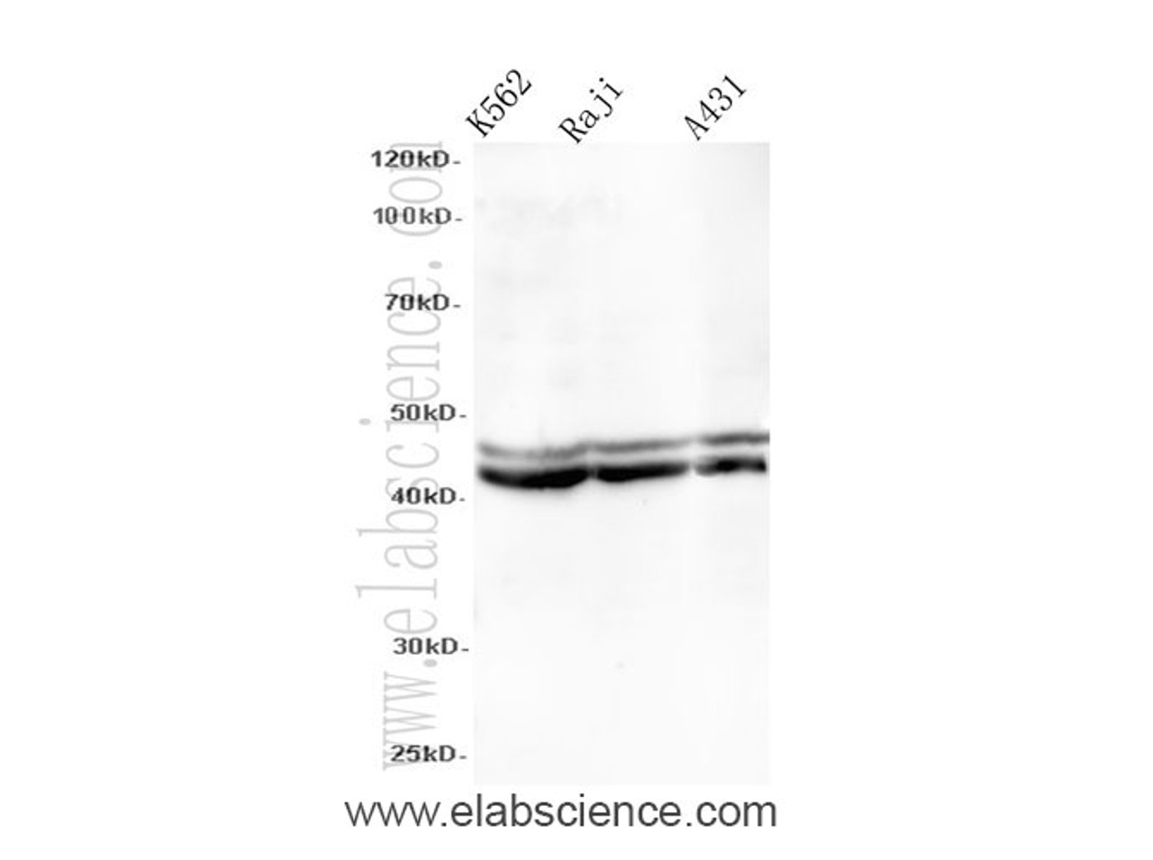 Western Blot analysis of K562, Raji and A431 cells using ILF2 Polyclonal Antibody at dilution of 1:600