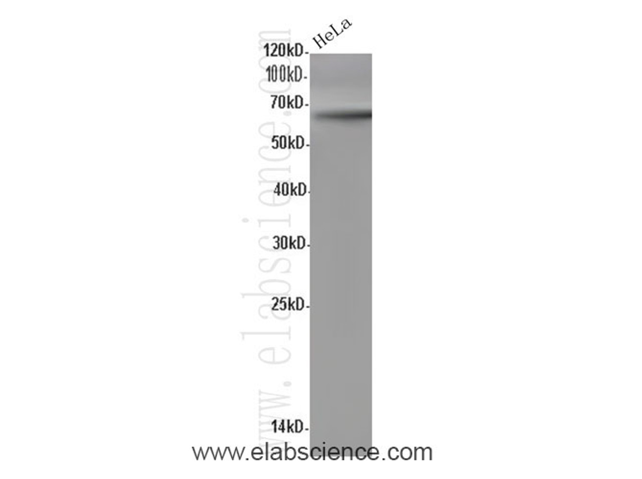 Western Blot analysis of HeLa cells using CDC40 Polyclonal Antibody at dilution of 1:600