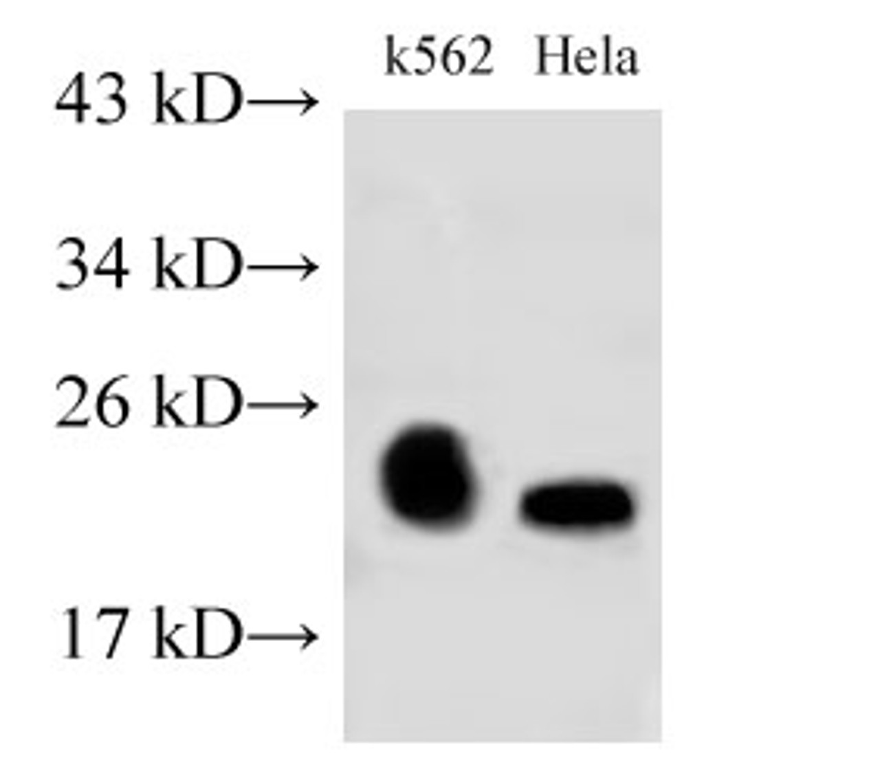 Western Blot analysis of K562 and Hela cells using RAB9A Polyclonal Antibody at dilution of 1:500