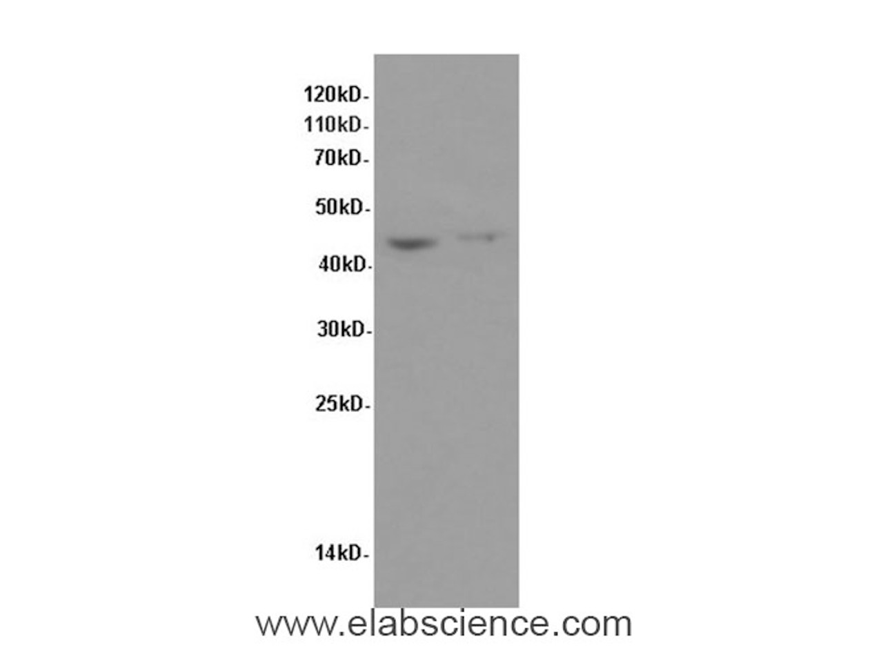 Western Blot analysis of Hela and Raji cells using FAS Polyclonal Antibody at dilution of 1:600