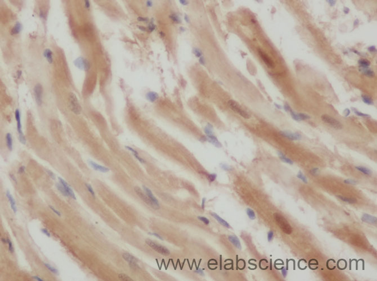 Immunohistochemistry of paraffin-embedded Rat heart using ENO3 Polyclonal Antibody at dilution of 1:50