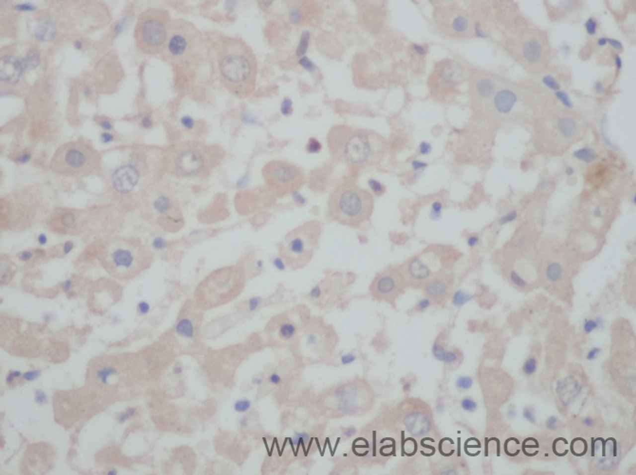 Immunohistochemistry of paraffin-embedded Mouse liver using BGLAP Polyclonal Antibody at dilution of 1:50.