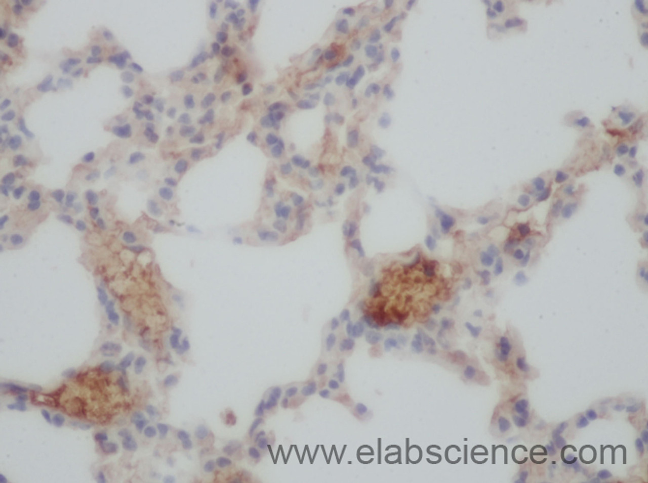 Immunohistochemistry of paraffin-embedded Mouse lung using FCN1 Polyclonal Antibody at dilution of 1:50