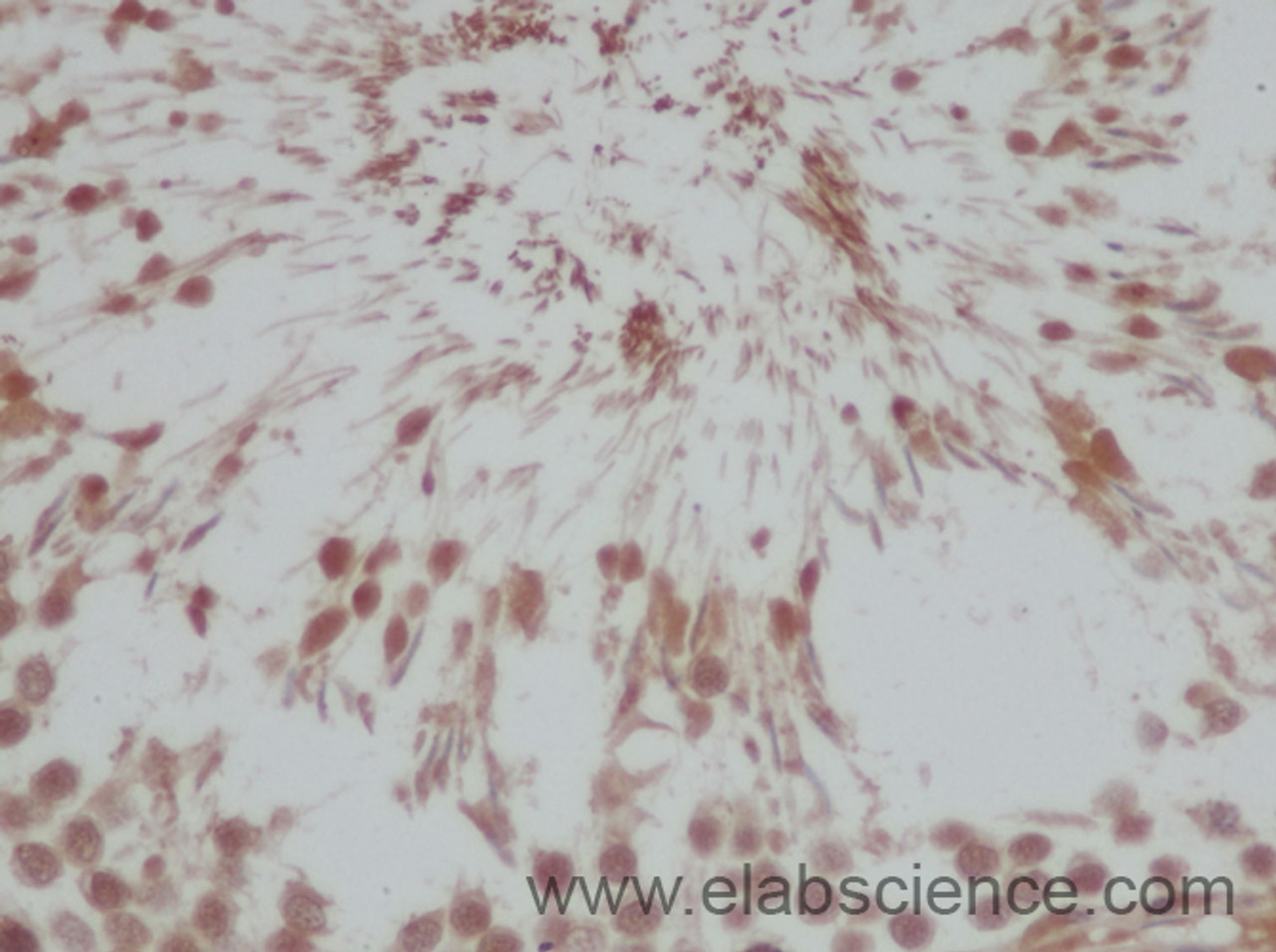 Immunohistochemistry of paraffin-embedded Rat testis using BAP1 Polyclonal Antibody at dilution of 1:50