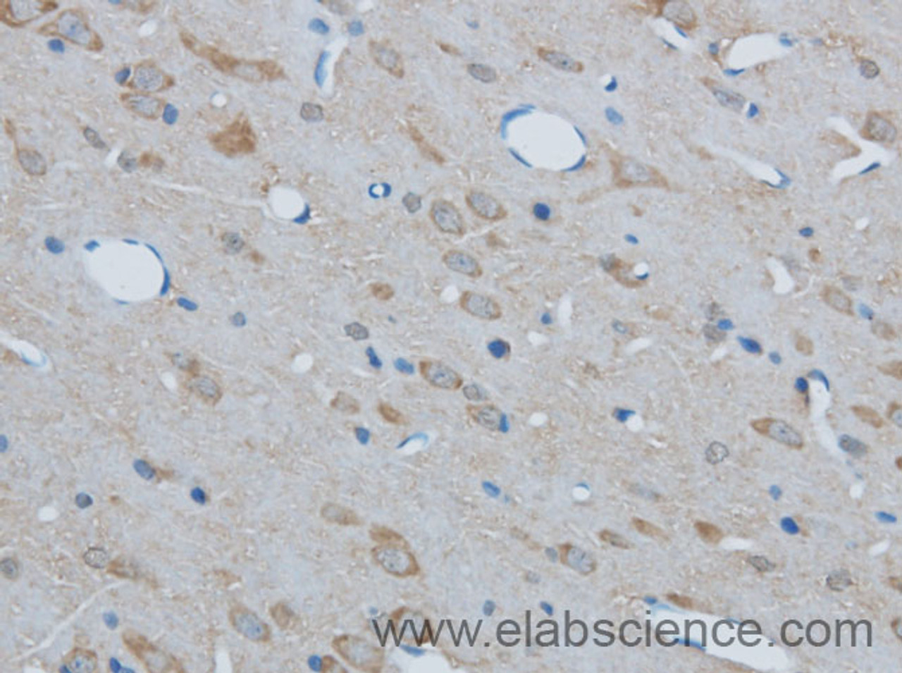 Immunohistochemistry of paraffin-embedded Mouse brain using PAFAH1B2 Polyclonal Antibody at dilution of 1:50