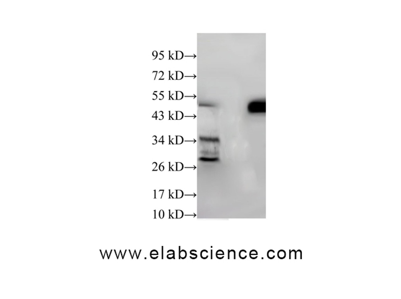 Western Blot analysis of HeLa and Mouse kidney using IFI44 Polyclonal Antibody at dilution of 1:600