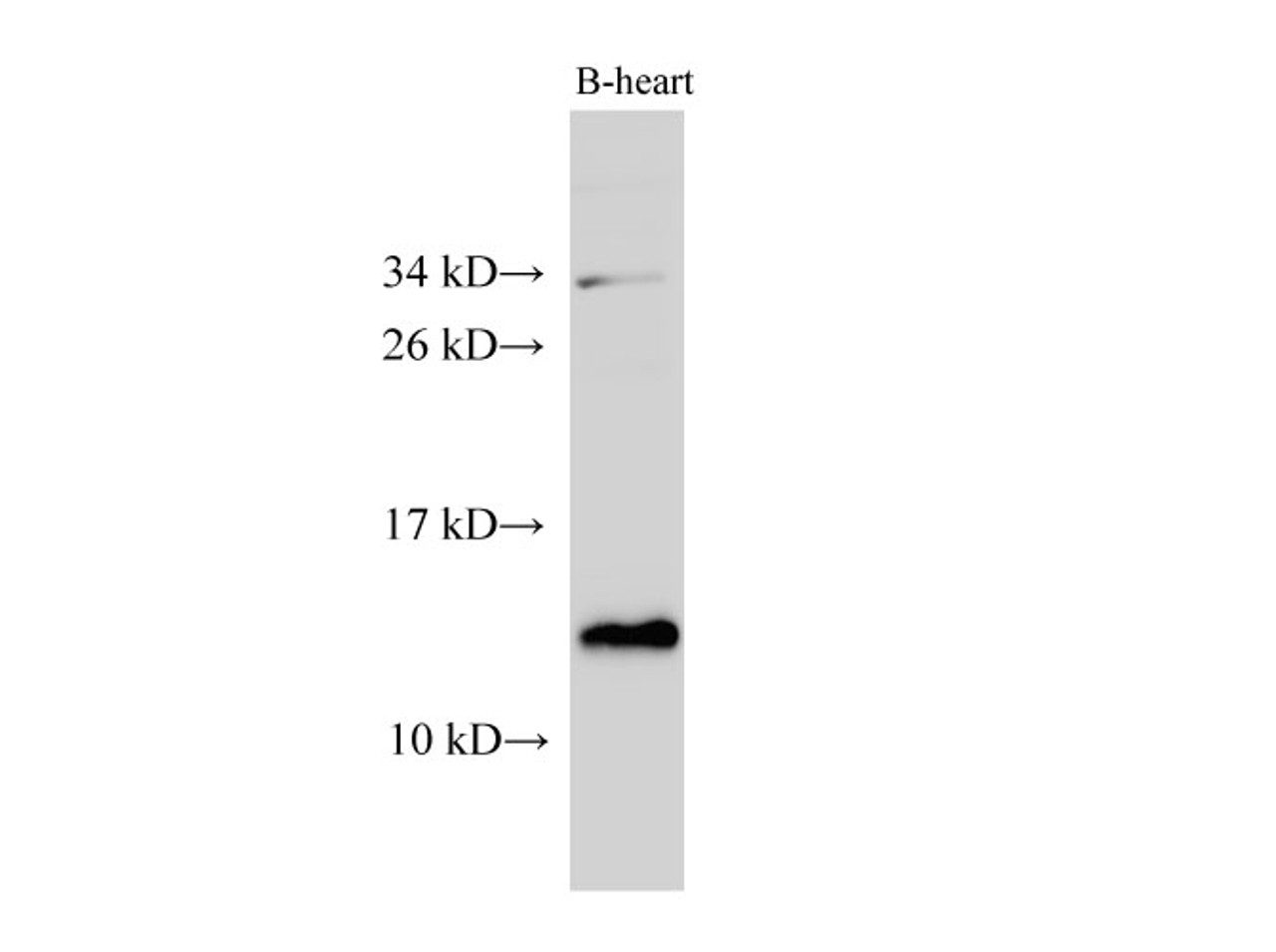 Western Blot analysis of Bovine heart using CYCS Polyclonal Antibody at dilution of 1:1000