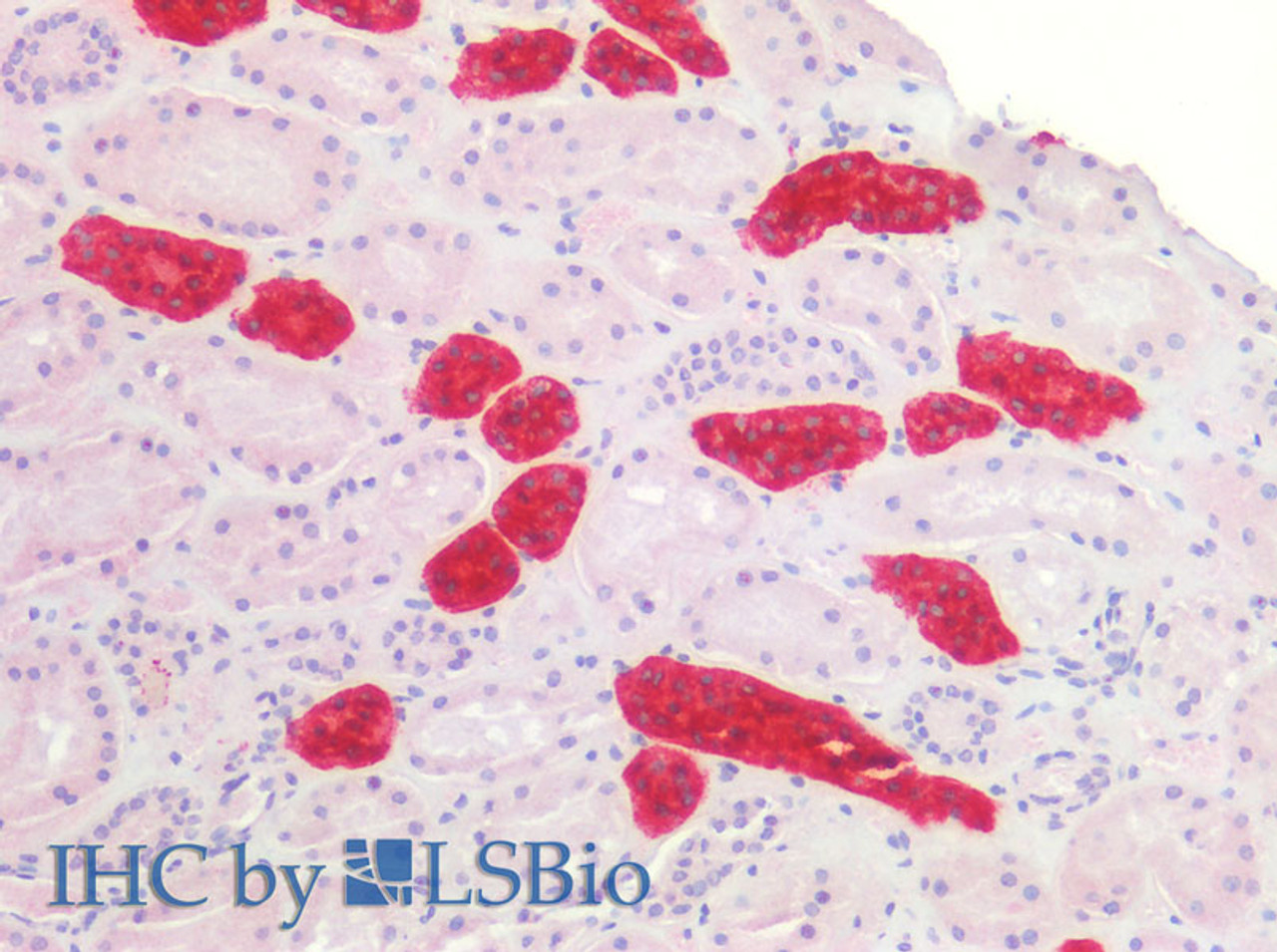 Immunohistochemistry of paraffin-embedded Human kidney using UMOD Polyclonal Antibody at dilution of 1:200(Elabscience® Product Detected by Lifespan).