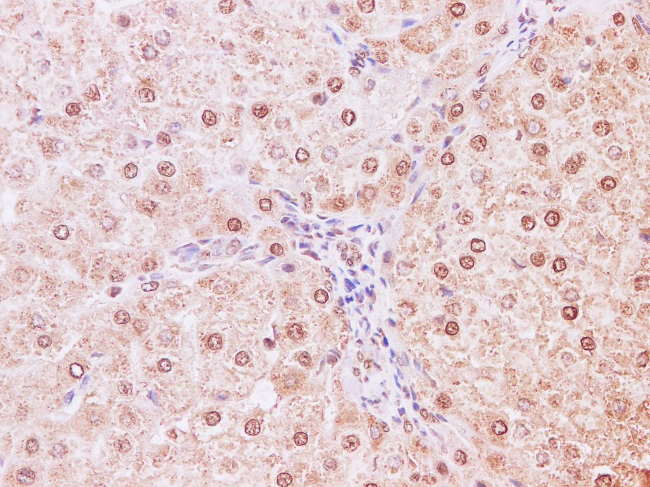 Immunohistochemistry of paraffin-embedded Human liver using NEDD8 Polyclonal Antibody at dilution of 1:200
