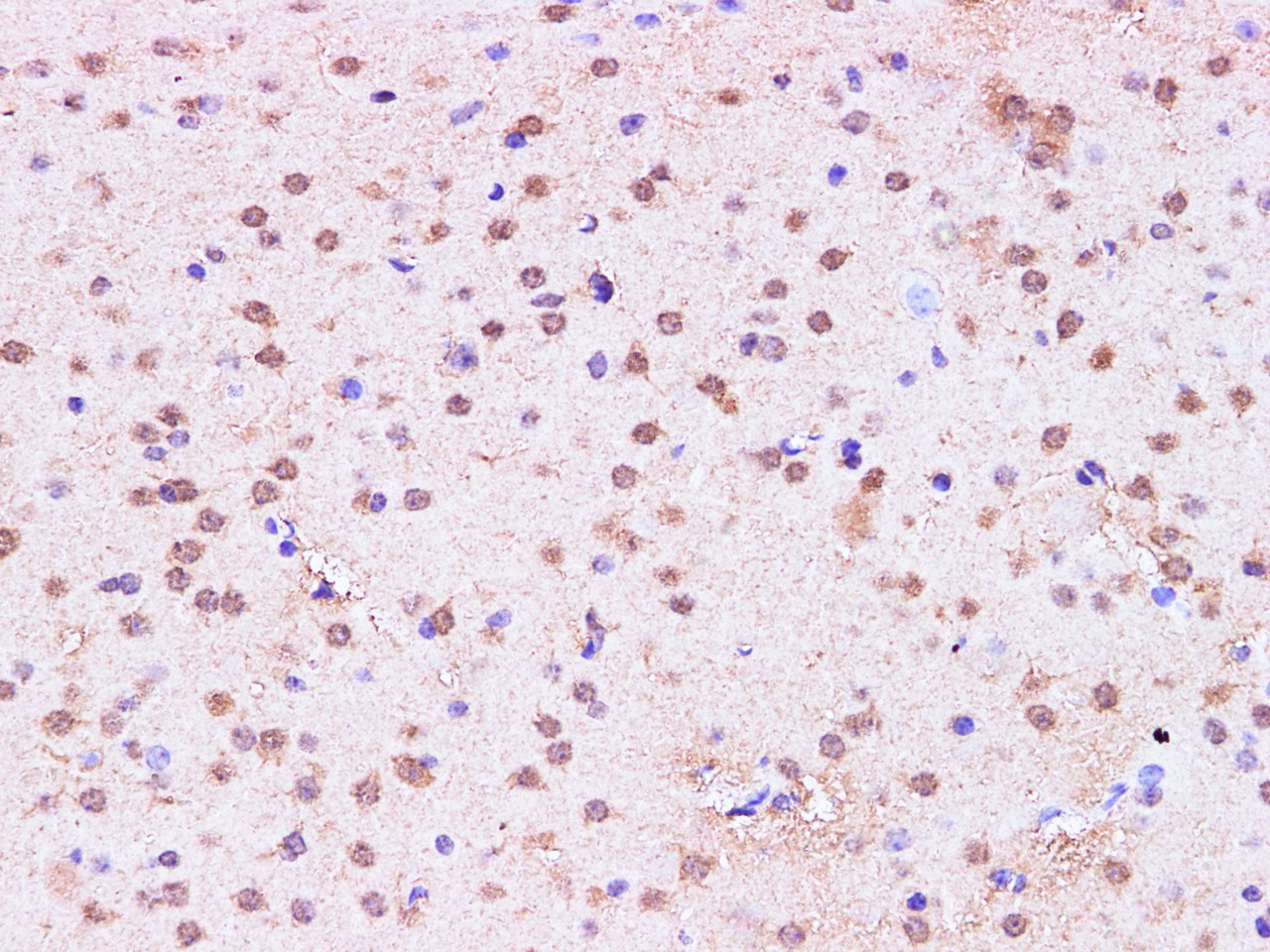Immunohistochemistry of paraffin-embedded Mouse brain using Fgf2 Polyclonal Antibody at dilution of 1:100