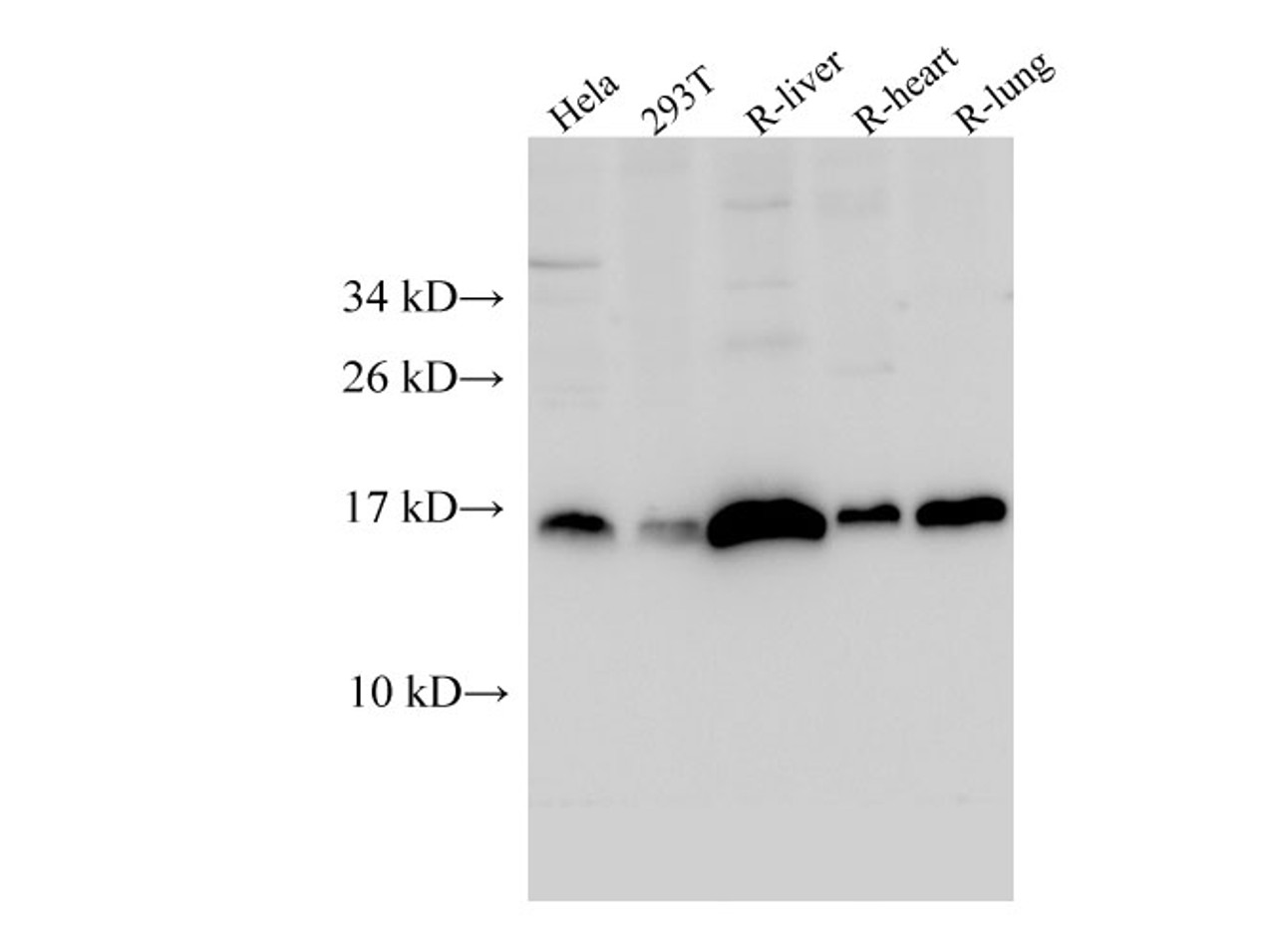 Western Blot analysis of HeLa, 293T cells, Rat liver, Rat heart and Rat lung using IFITM3 Polyclonal Antibody at dilution of 1:1000