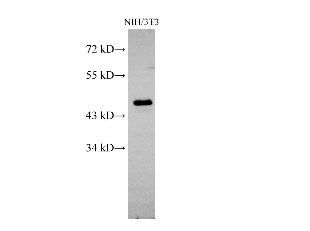 Western Blot analysis of NIH/3T3 cells using ERK1/2 Polyclonal Antibody at dilution of 1:500