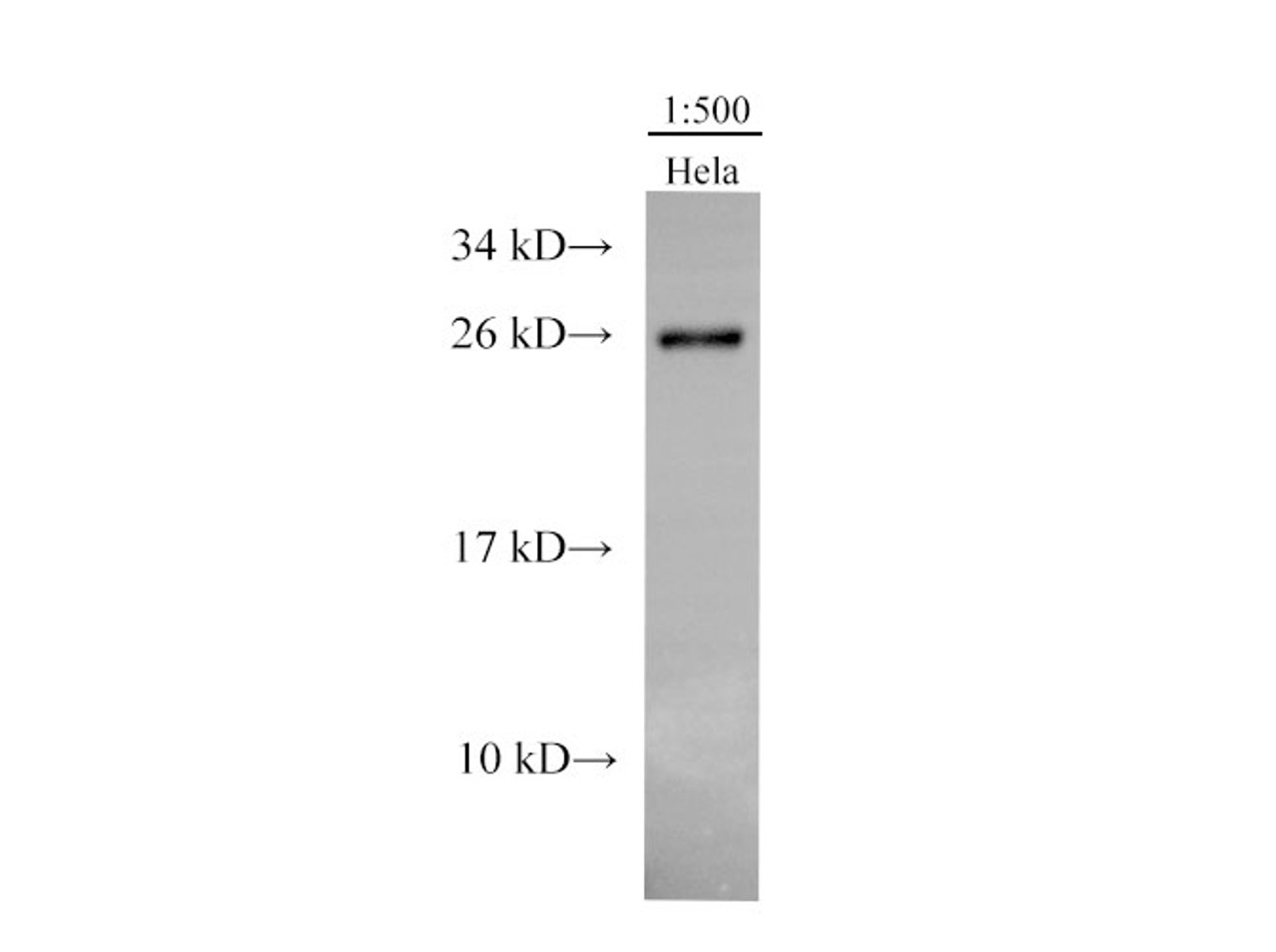 Western Blot analysis of Hela cells  using GSTM1 Polyclonal Antibody at dilution of 1:500