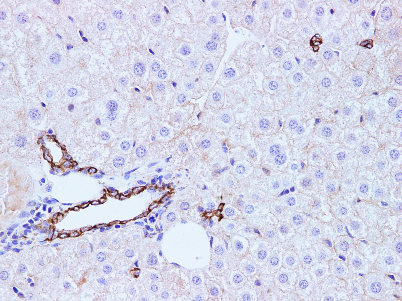 https://file.elabscience.com//image/antibody/EA/E-AB-40292-IHC01.jpg