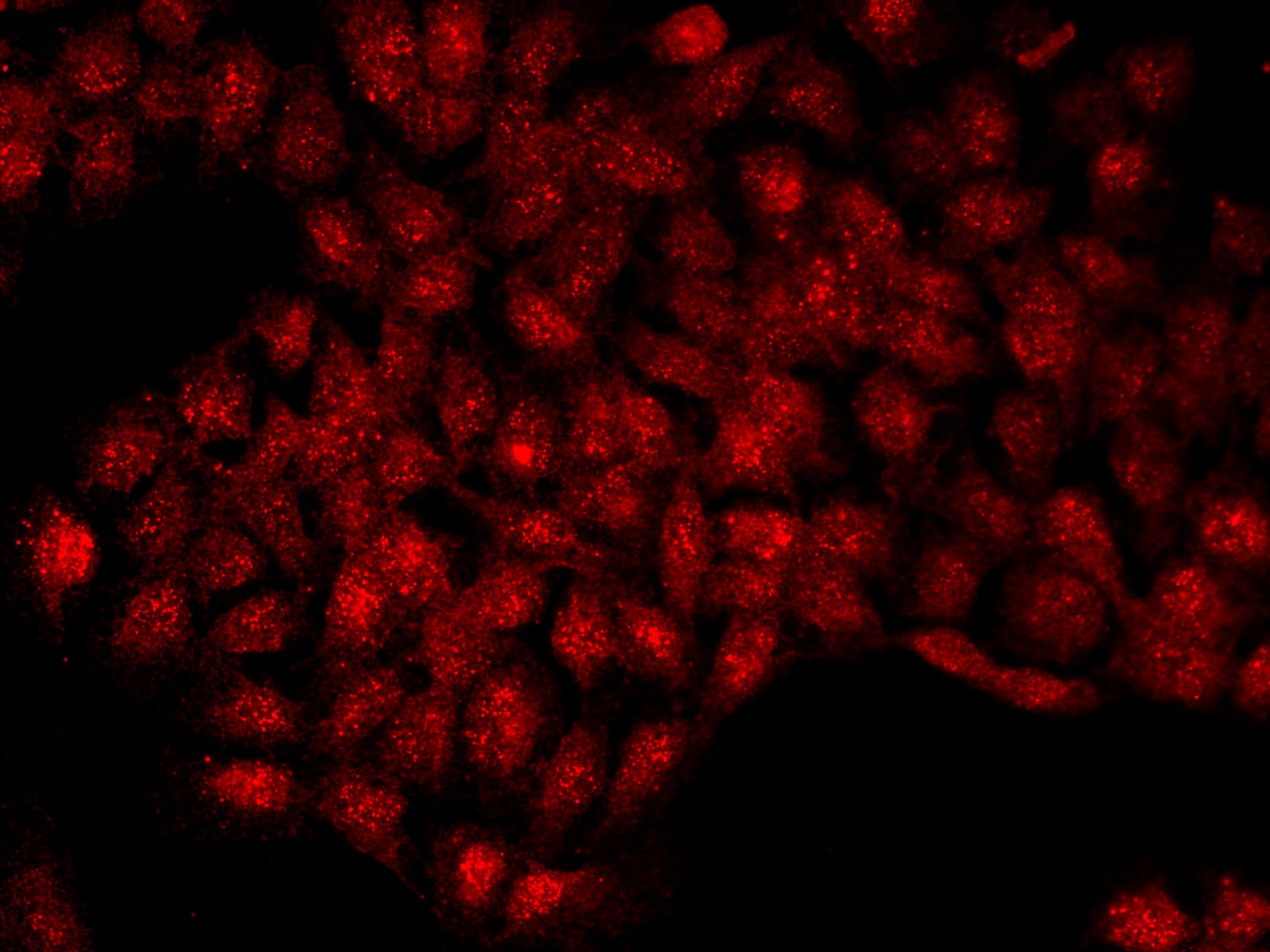 Immunofluorescence analysis of U-2OS cells  using KLK6 Polyclonal Antibody at dilution of 1:100