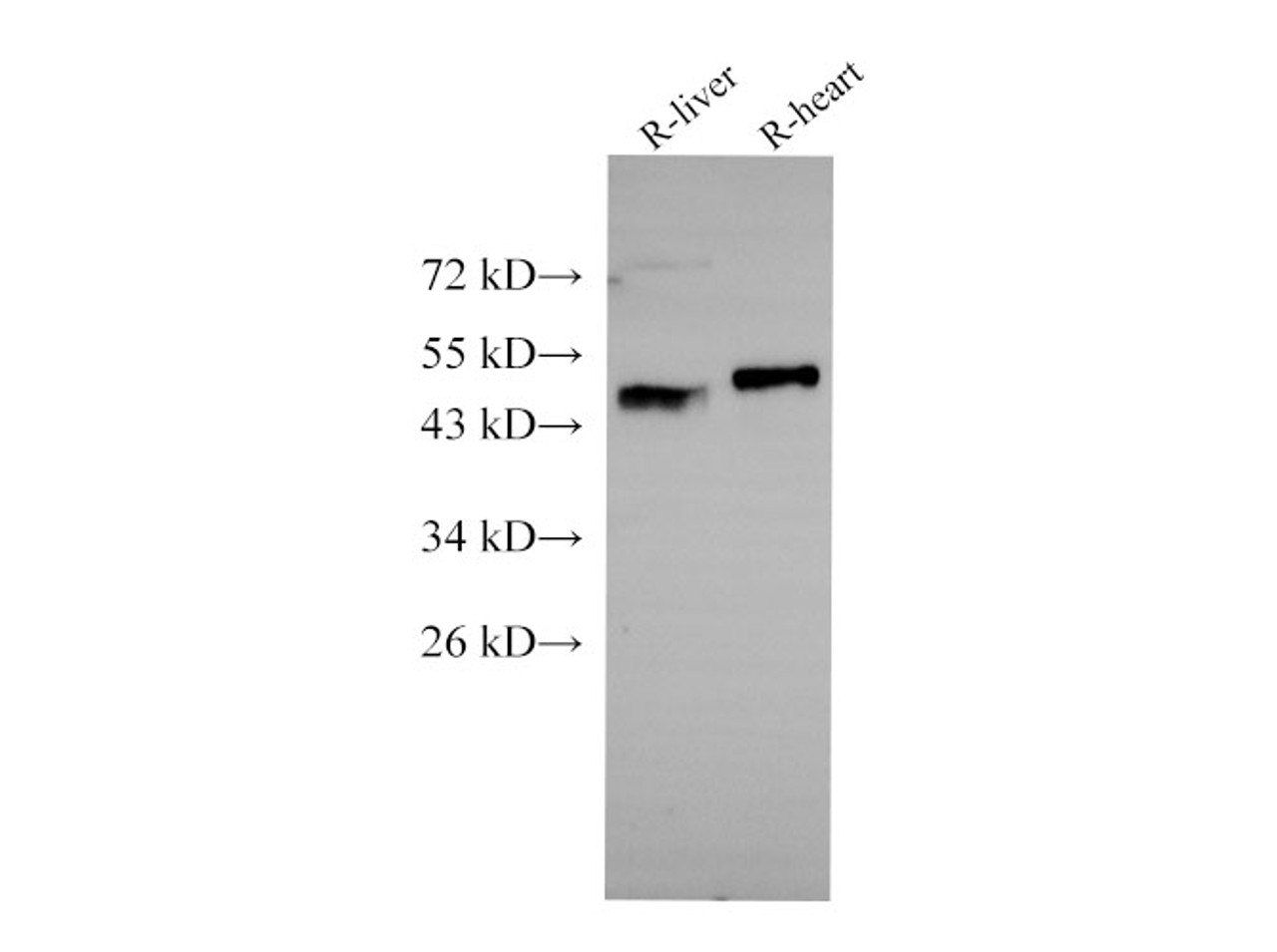 Western Blot analysis of Rat liver and Rat heart using BSG Polyclonal Antibody at dilution of 1:1000