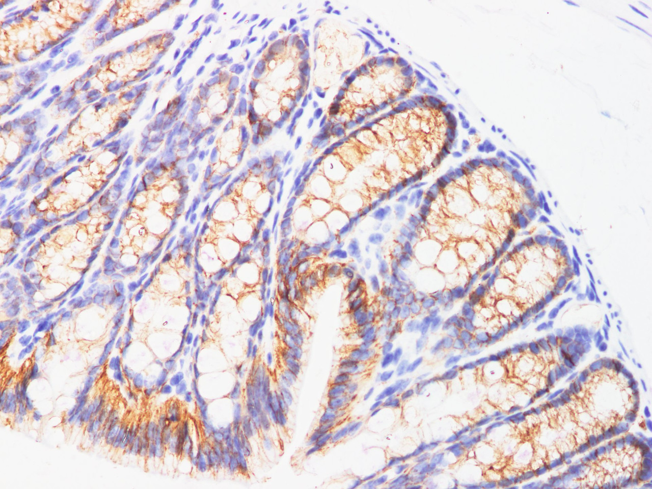 Immunohistochemistry of paraffin-embedded Mouse colon using EpCAM Polyclonal Antibody at dilution of 1:100