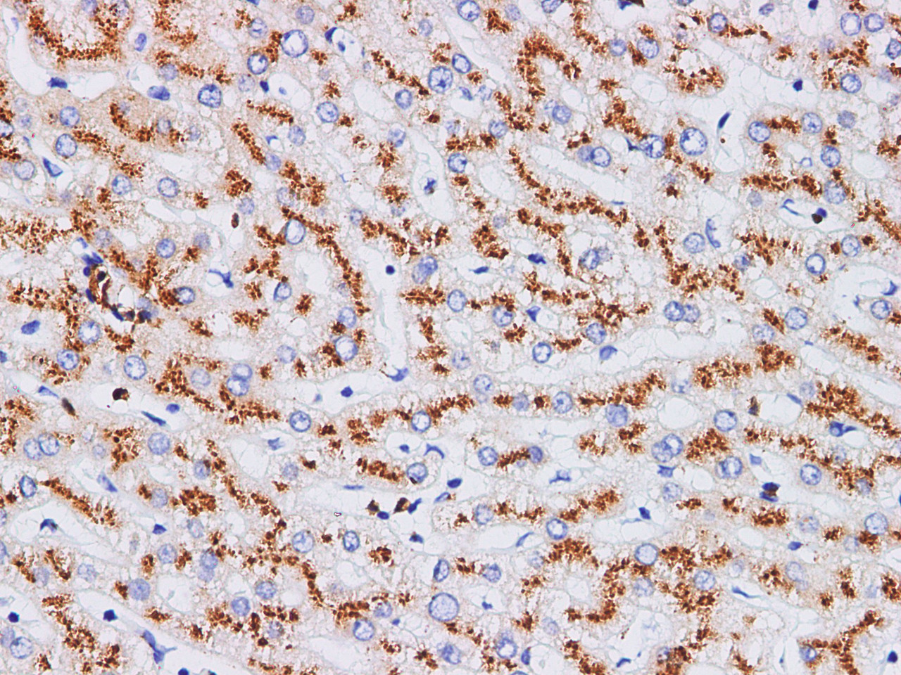 https://file.elabscience.com//image/antibody/EA/E-AB-40311-IHC04.jpg