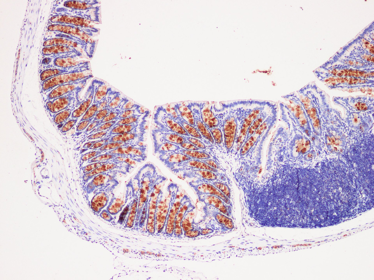 Immunohistochemistry of paraffin-embedded Mouse colon using REG4 Polyclonl Antibody at dilution of 1:200（100×）.