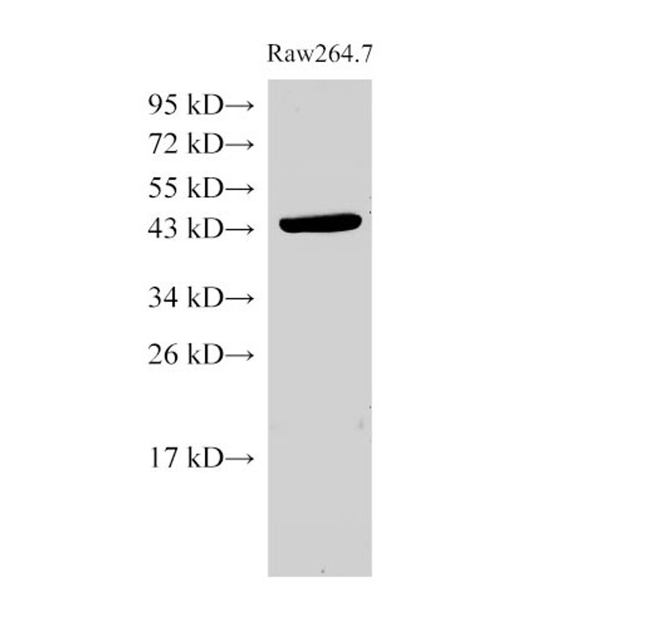 Western Blot analysis of Raw264.7 cells using beta actin Polyclonal Antibody at dilution of 1:2000