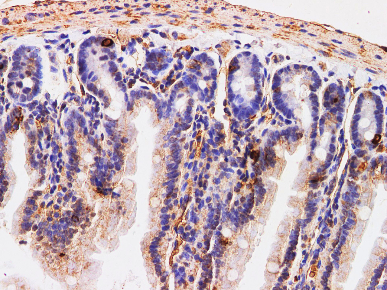 Immunohistochemistry of paraffin-embedded Mouse small intestine  using Chromogranin A Polyclonal Antibody at dilution of 1:200