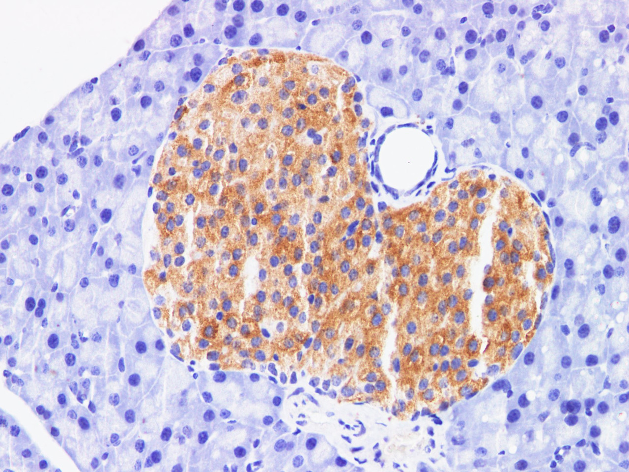 Immunohistochemistry of paraffin-embedded Mouse pancreas using FAP Polyclonal Antibody at dilution of 1:200
