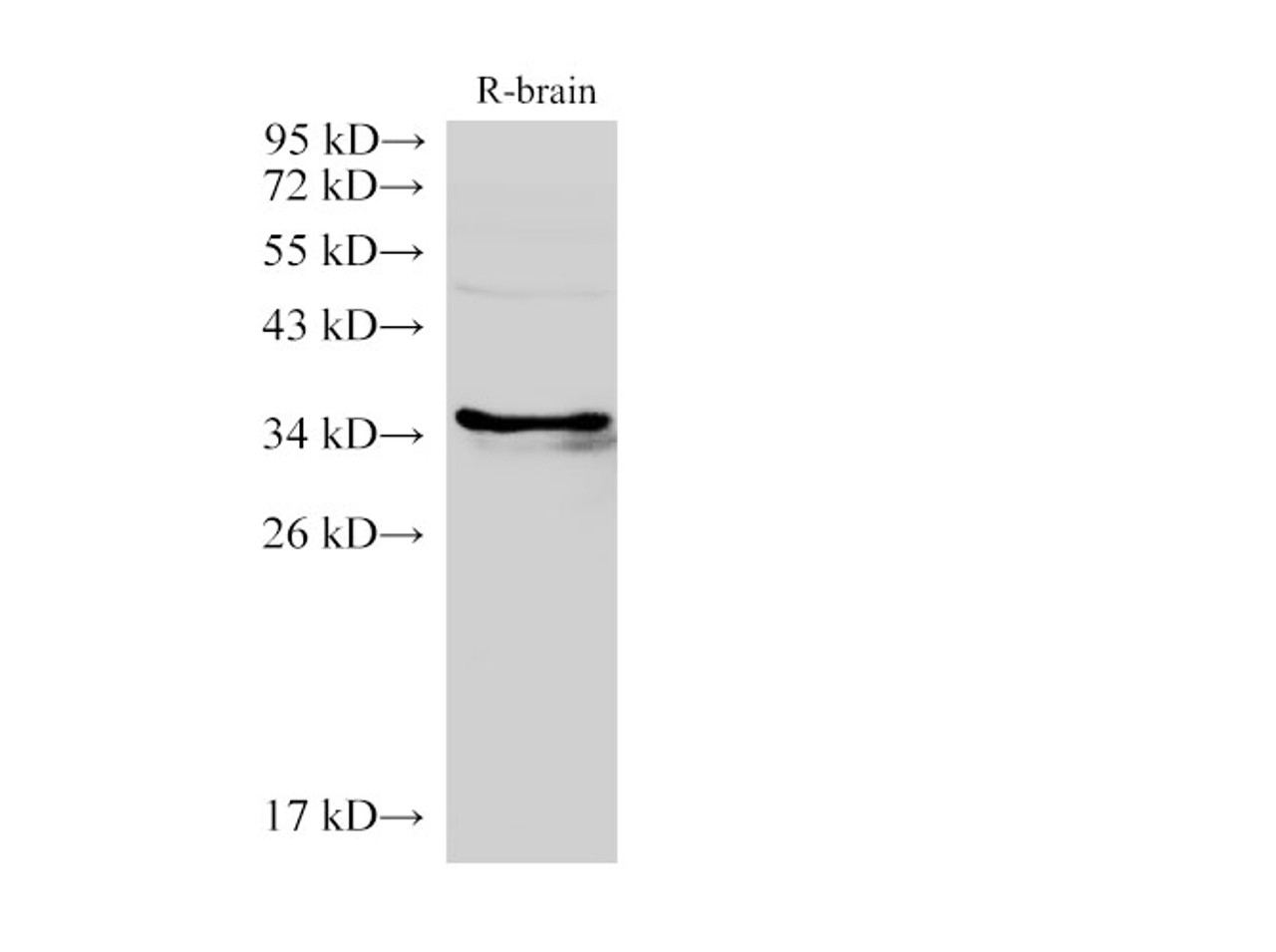 Western Blot analysis of Rat brain using LDHC Polycloanl Antibody at dilution of 1:2000