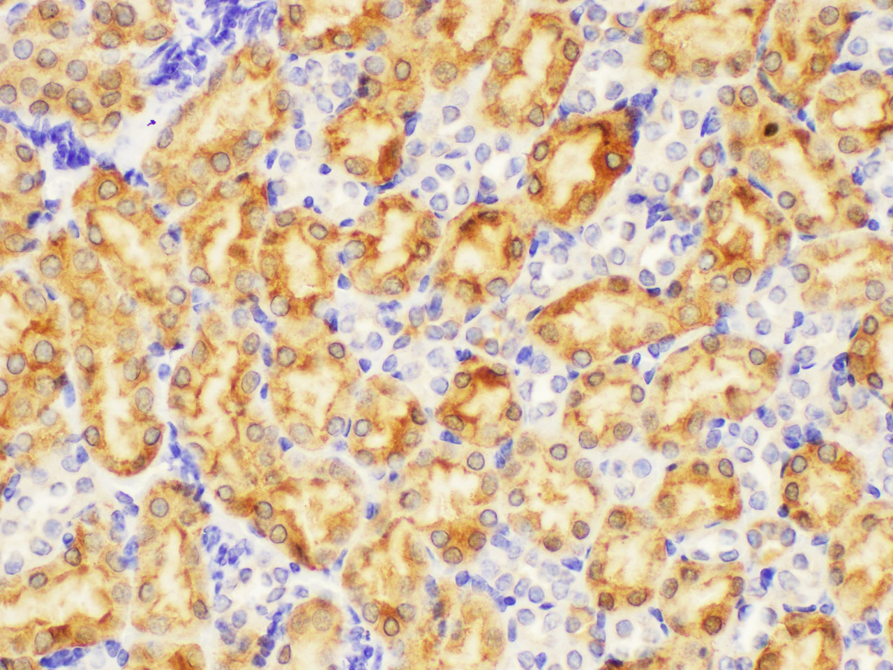 Immunohistochemistry of paraffin-embedded Mouse kidney using LDHA Polycloanl Antibody at dilution of 1:200