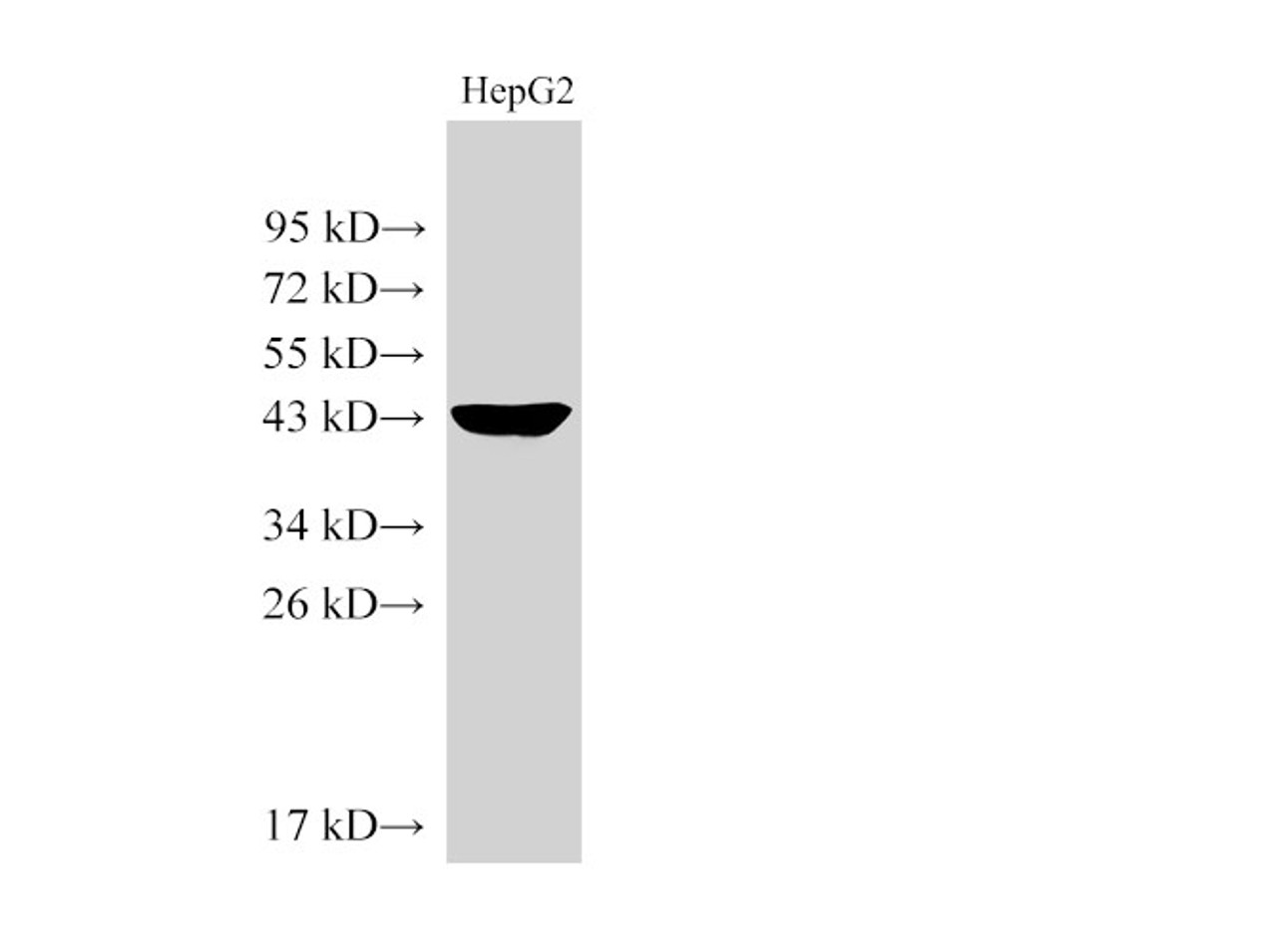 Western Blot analysis of HepG2 cells using MVD Polycloanl Antibody at dilution of 1:1000