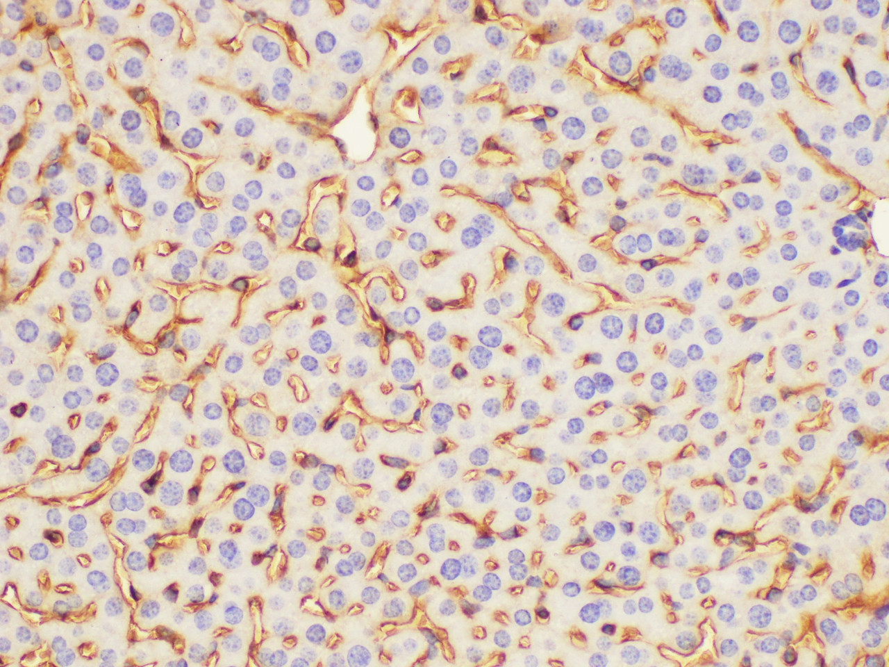 Immunohistochemistry of paraffin-embedded Mouse liver using CD47 Polycloanl Antibody at dilution of 1:100