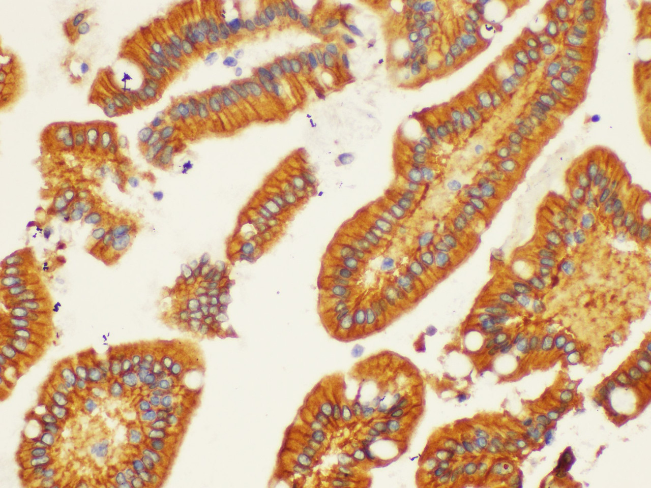 Immunohistochemistry of paraffin-embedded Human duodenum using PSMA Ployclonal Antibody at dilution of 1:200.