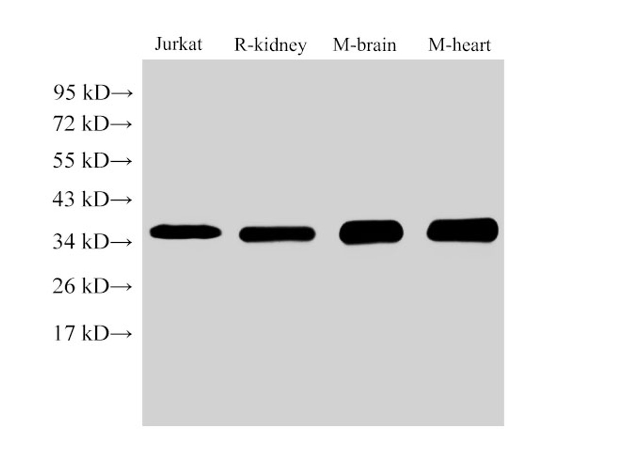 Western Blot analysis of 1)Jurkat, 2)Rat kidney, 3)Mouse brain, 4)Mouse heart using LDHB Ployclonal Antibody at dilution of 1:1000.