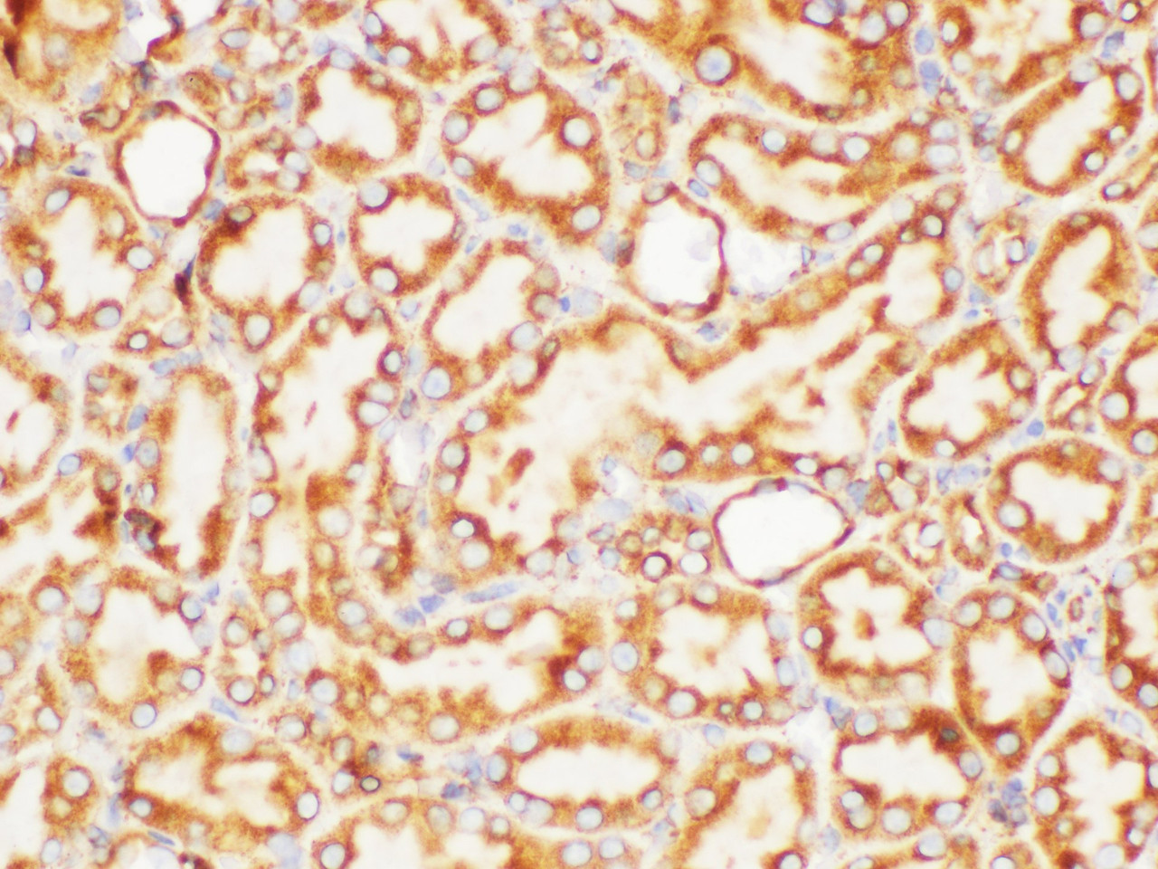 Immunohistochemistry of paraffin-embedded Rat kidney using FOLH1 Polycloanl Antibody at dilution of 1:200