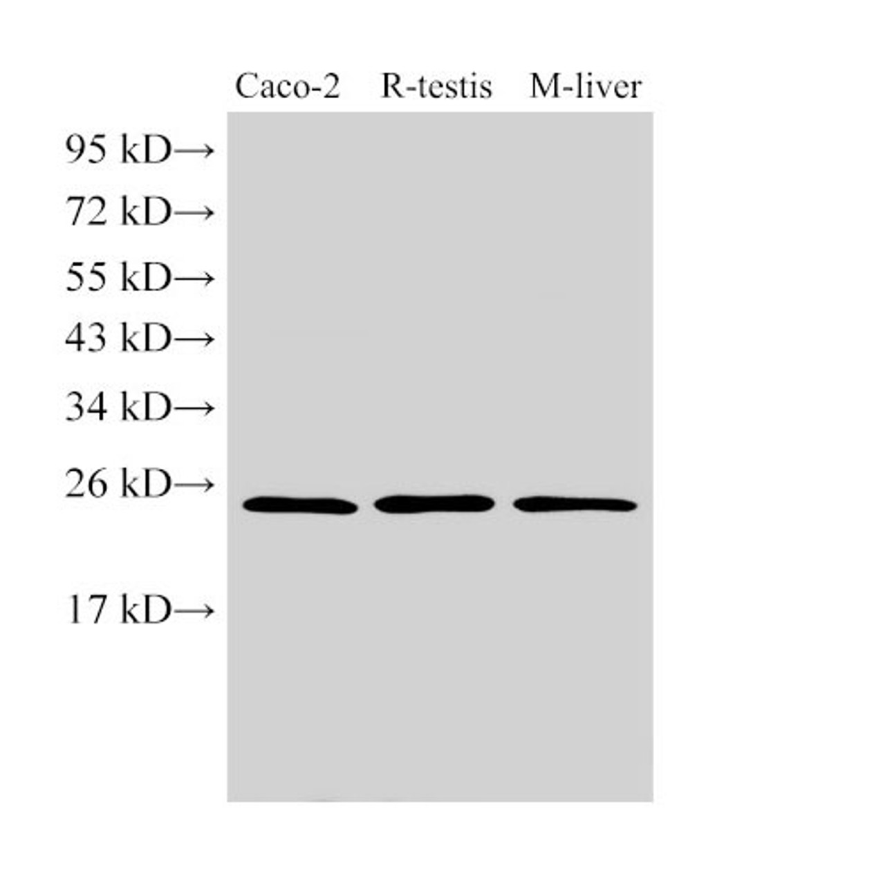 Western Blot analysis of Caco-2, Rat testis and Mouse liver using GSTA1 Polyclonal Antibody at dilution of 1:500