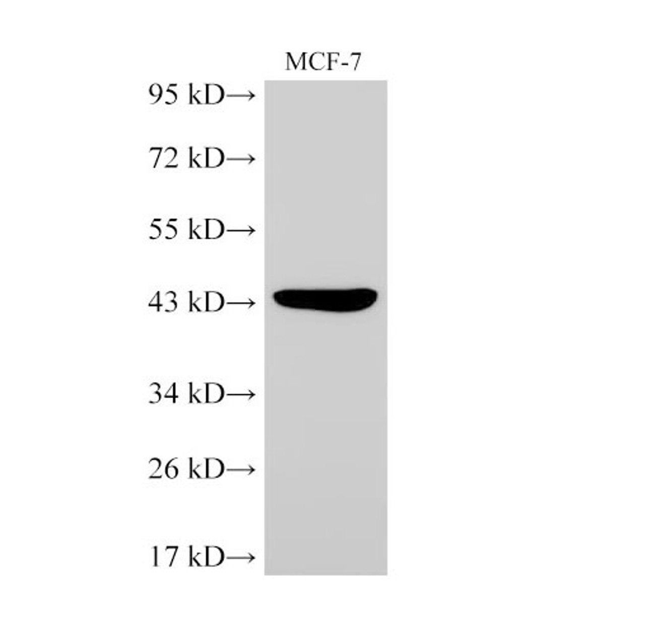 Western Blot analysis of MCF-7 using TGFB2 Polyclonal Antibody at dilution of 1:2000