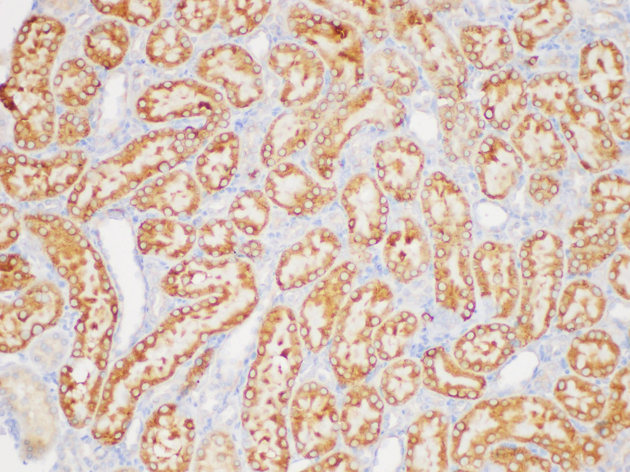 Immunohistochemistry of paraffin-embedded Rat kidney using TGFB3 Polycloanl Antibody at dilution of 1:200