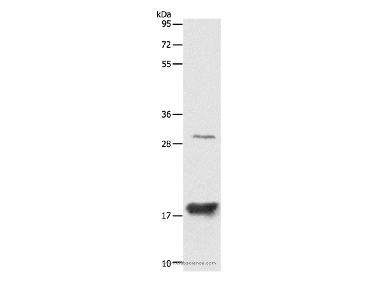 Western Blot analysis of Mouse Large intestine tissue using AGR2 Polyclonal Antibody at dilution of 1:1000