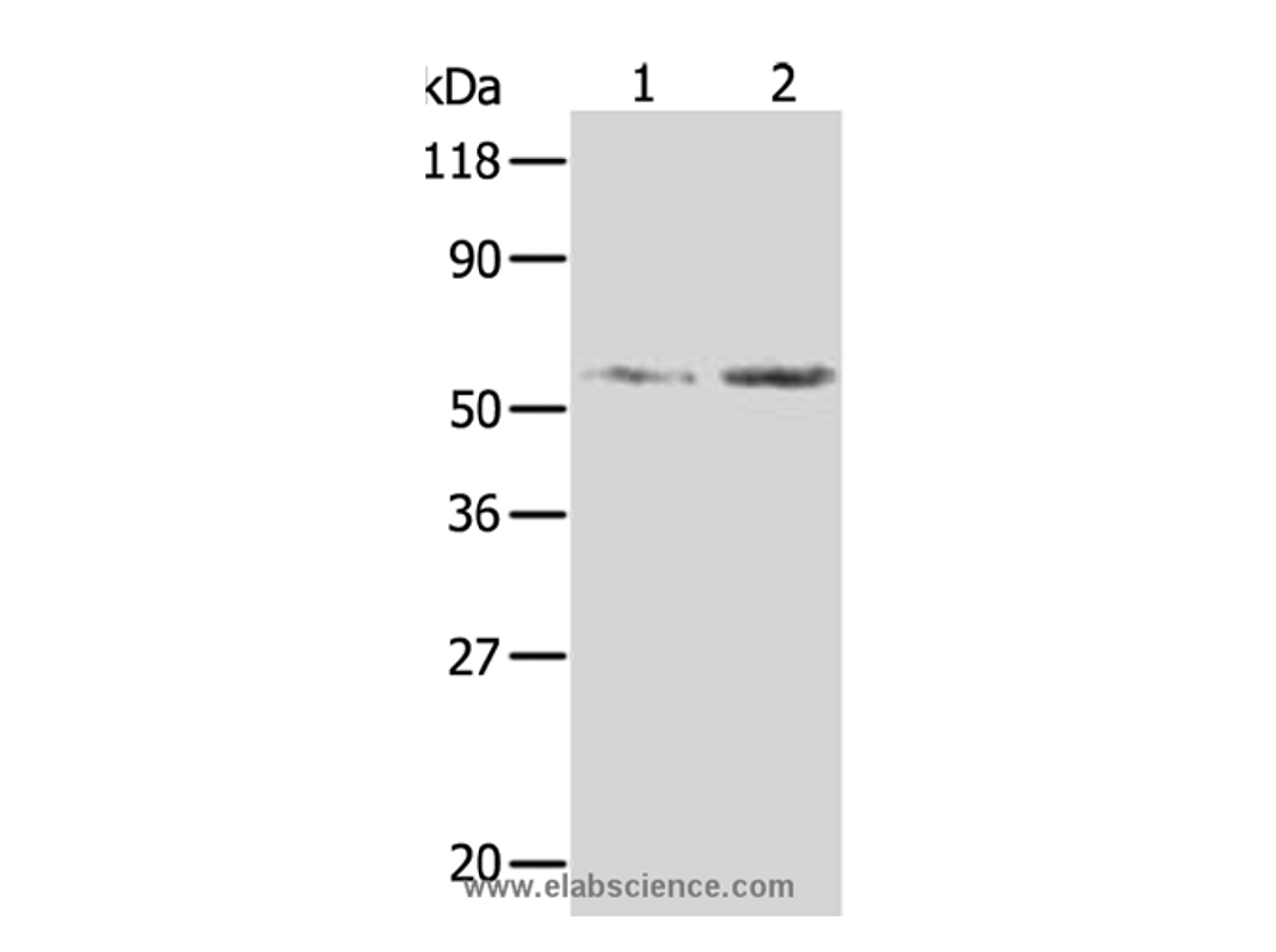 Western Blot analysis of Hela and 293T cell using AKR1B1 Polyclonal Antibody at dilution of 1:350